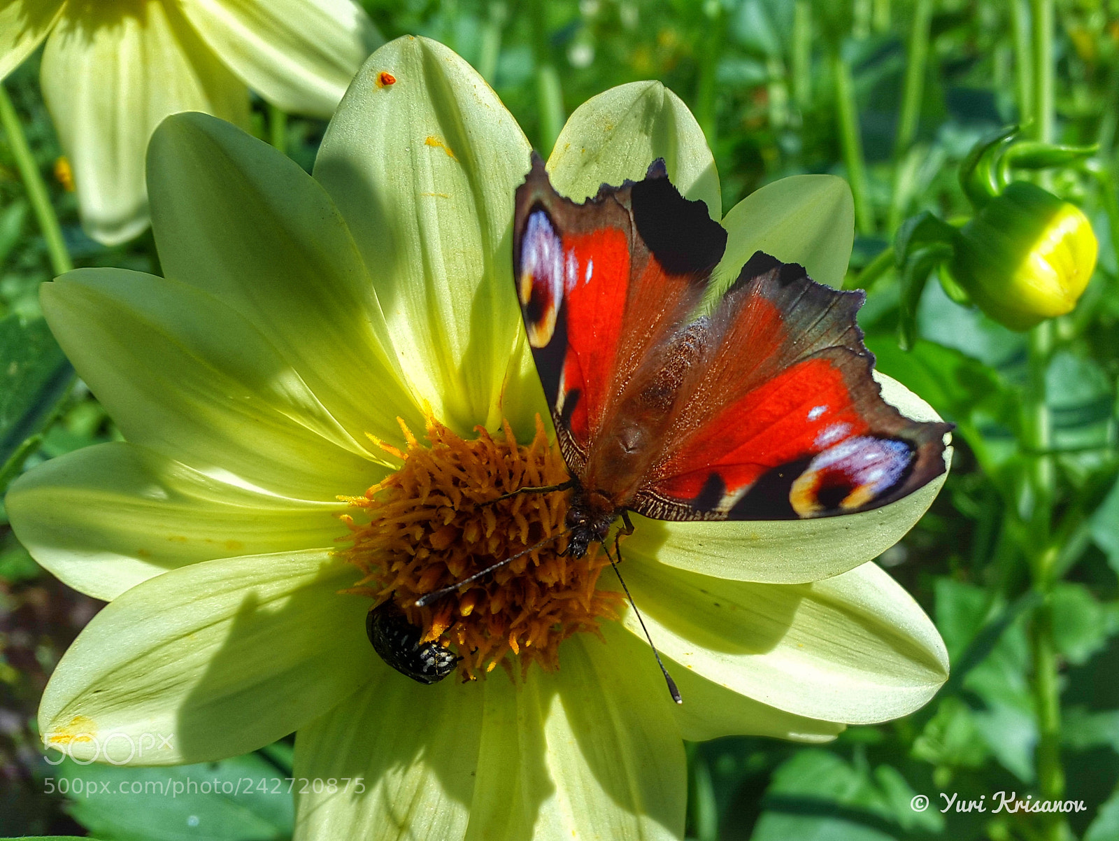Samsung Galaxy Alpha sample photo. Peacock butterfly and dahlia photography