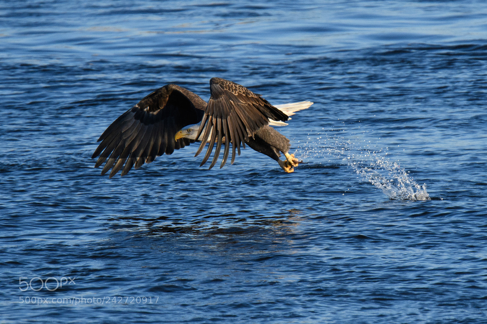 Nikon D500 sample photo. The catch photography