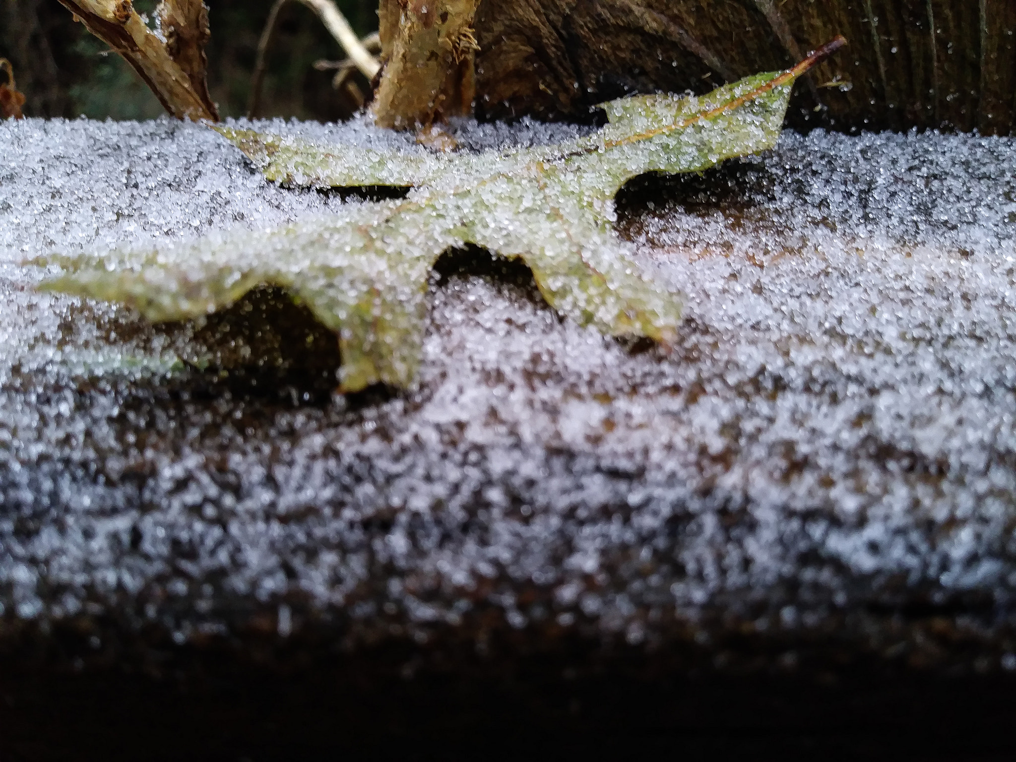 LG K20 V sample photo. A leaf in winter photography