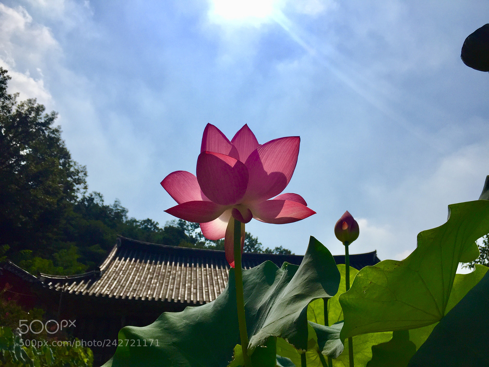 Apple iPhone 6 sample photo. Temple and a lotus photography