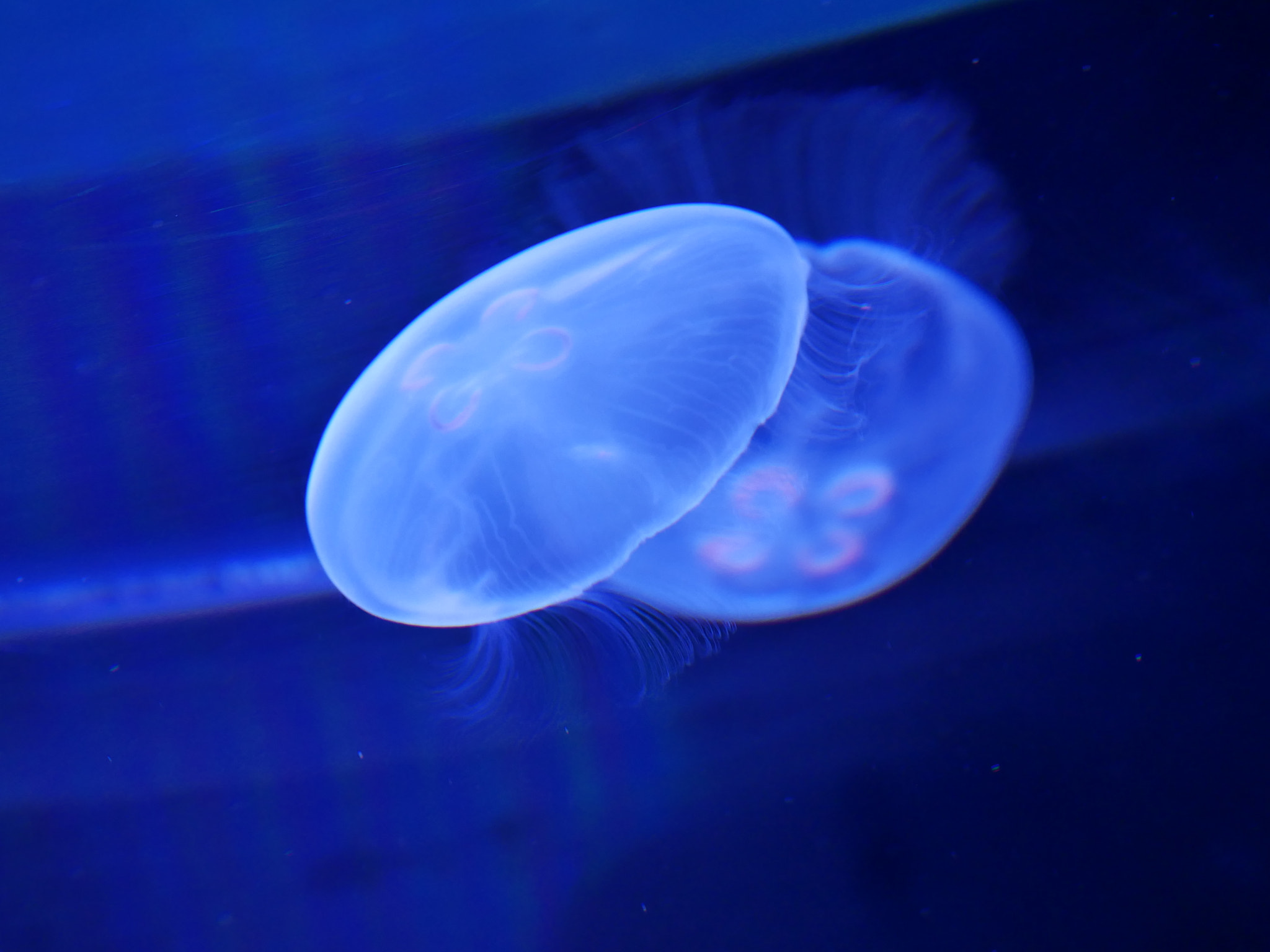 Panasonic DMC-G8 sample photo. 海月(jellyfish) photography