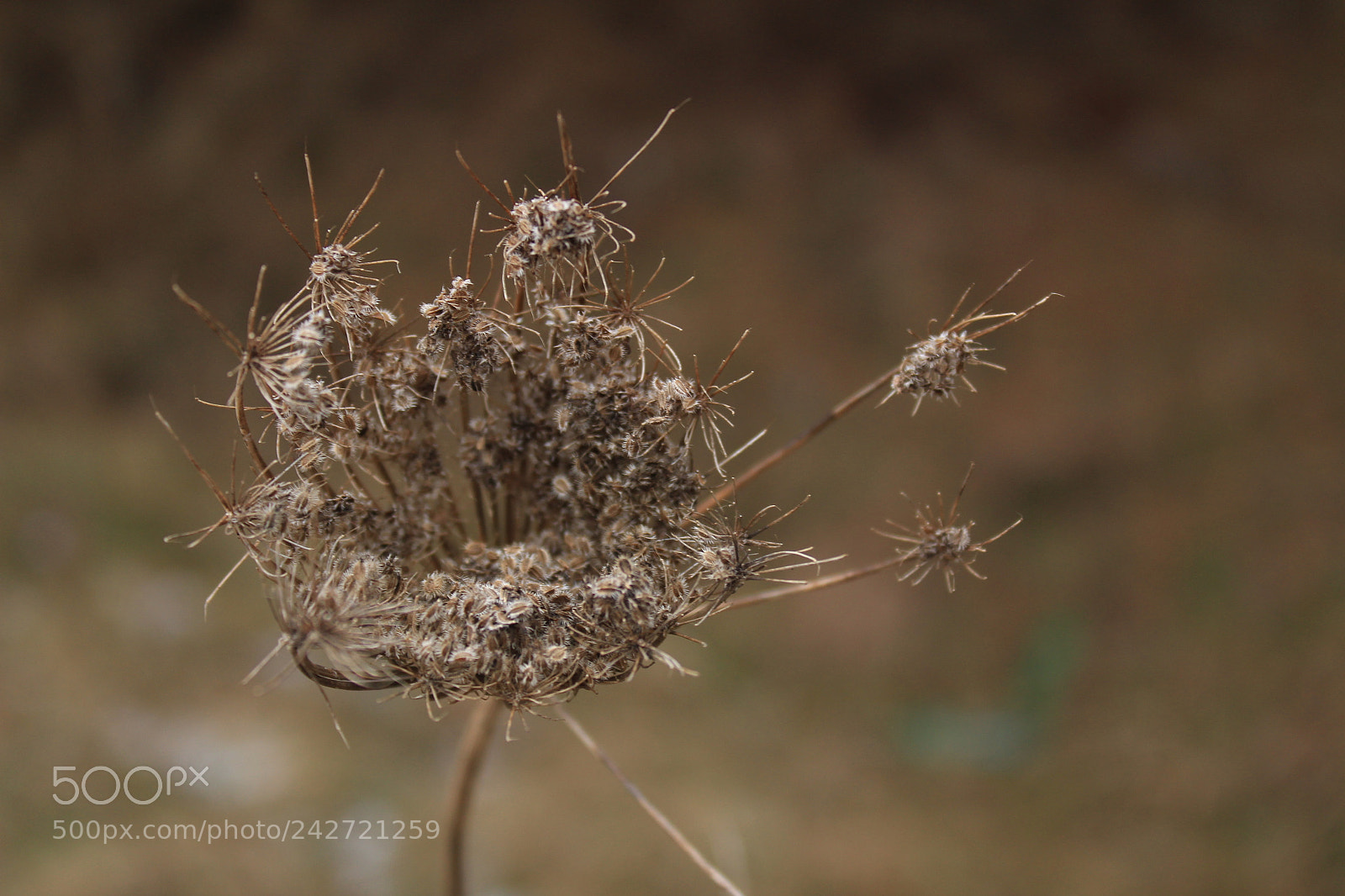 Canon EF-S 18-55mm F3.5-5.6 III sample photo. Untitled photography