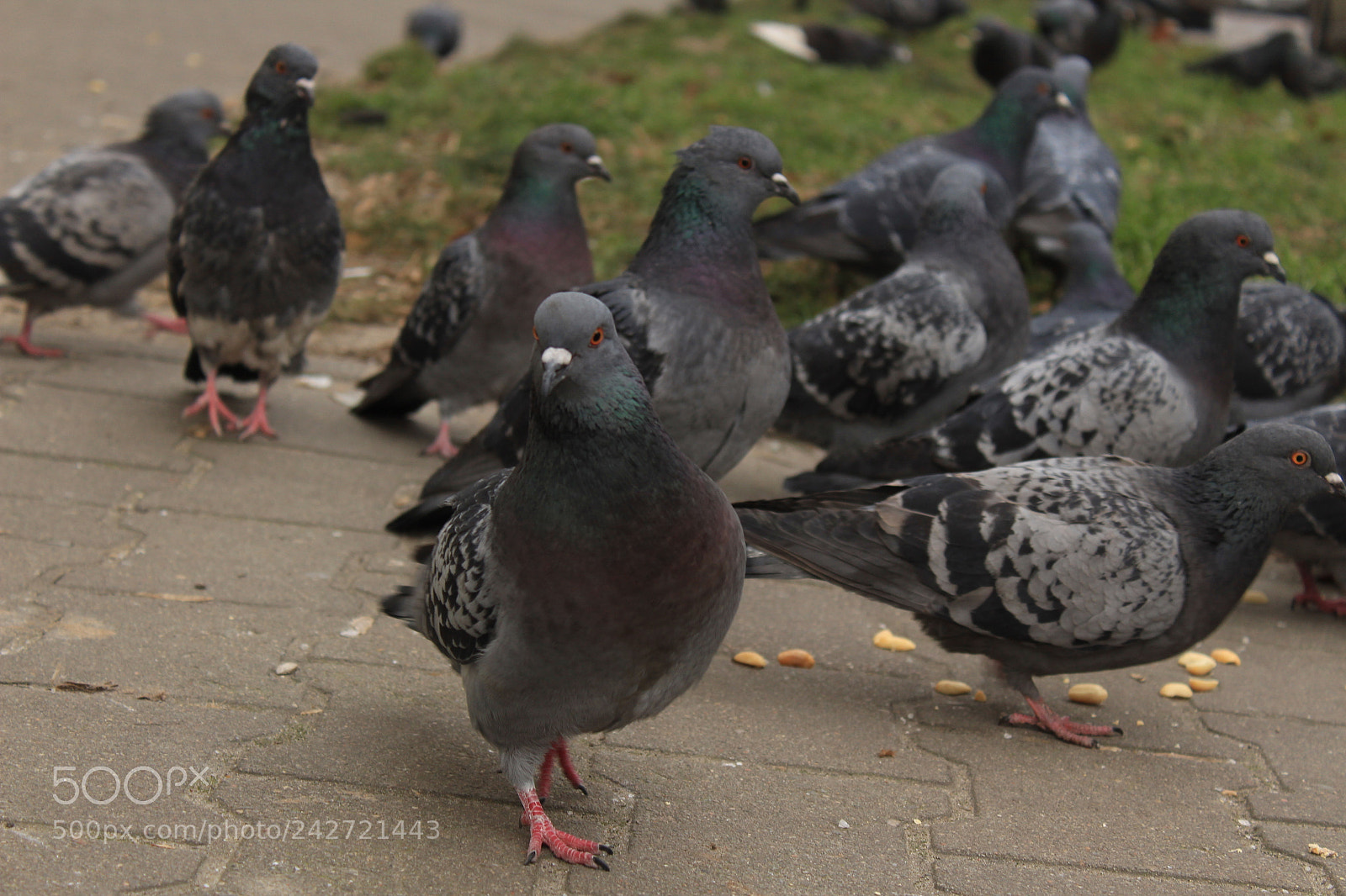 Canon EF-S 18-55mm F3.5-5.6 III sample photo. Pigeon photography