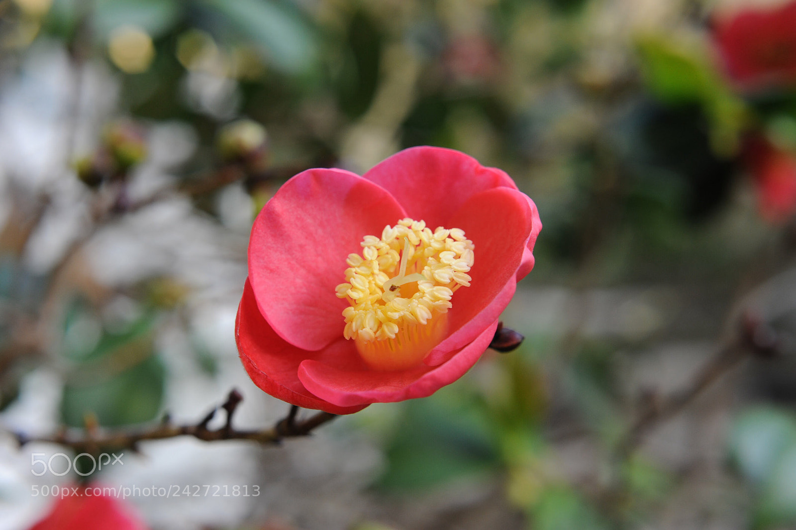 Nikon D700 sample photo. Perfect flower photography