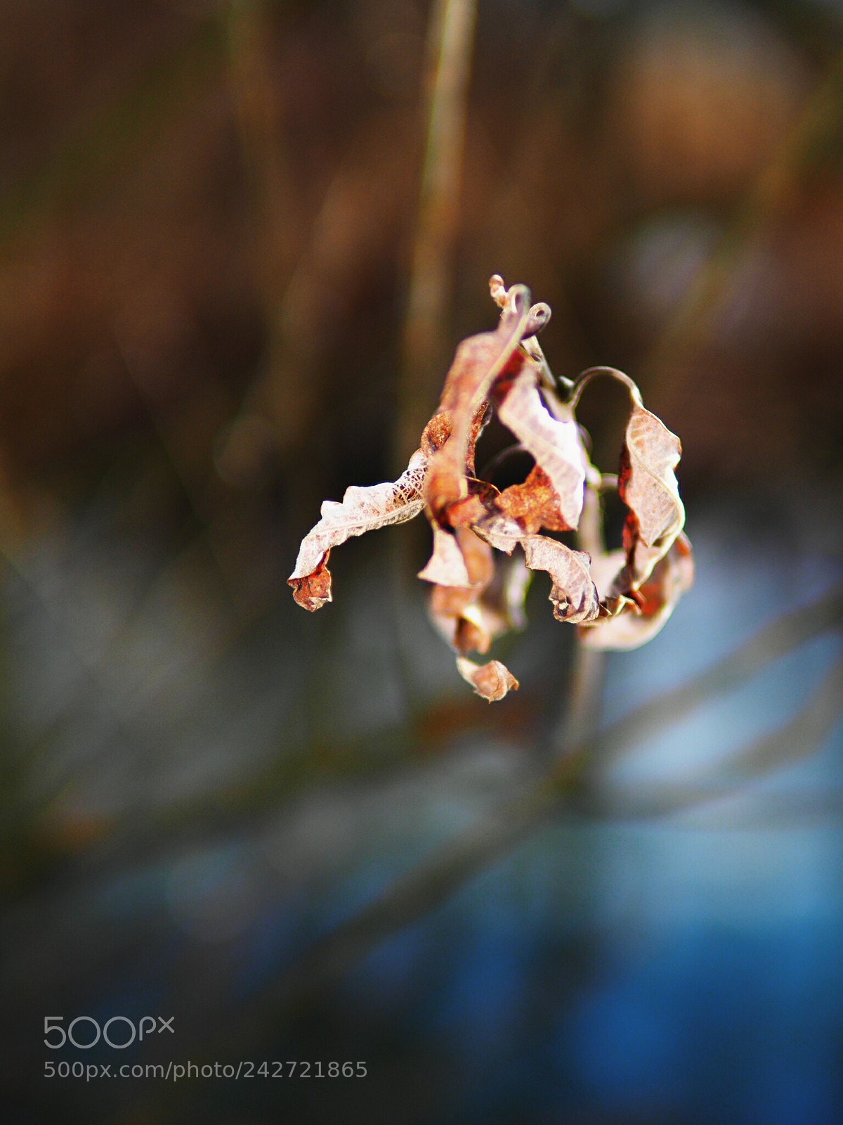 Olympus OM-D E-M1 Mark II sample photo. Untitled photography