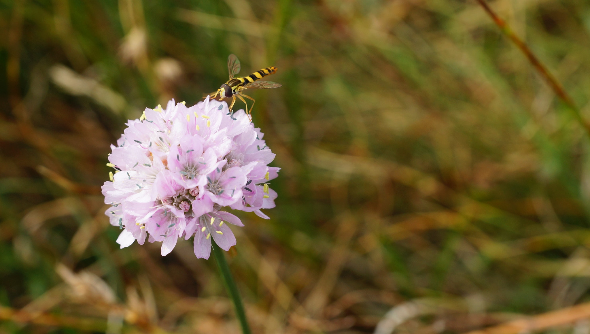 Sony SLT-A77 + Sony DT 16-50mm F2.8 SSM sample photo. Garlic&fly photography