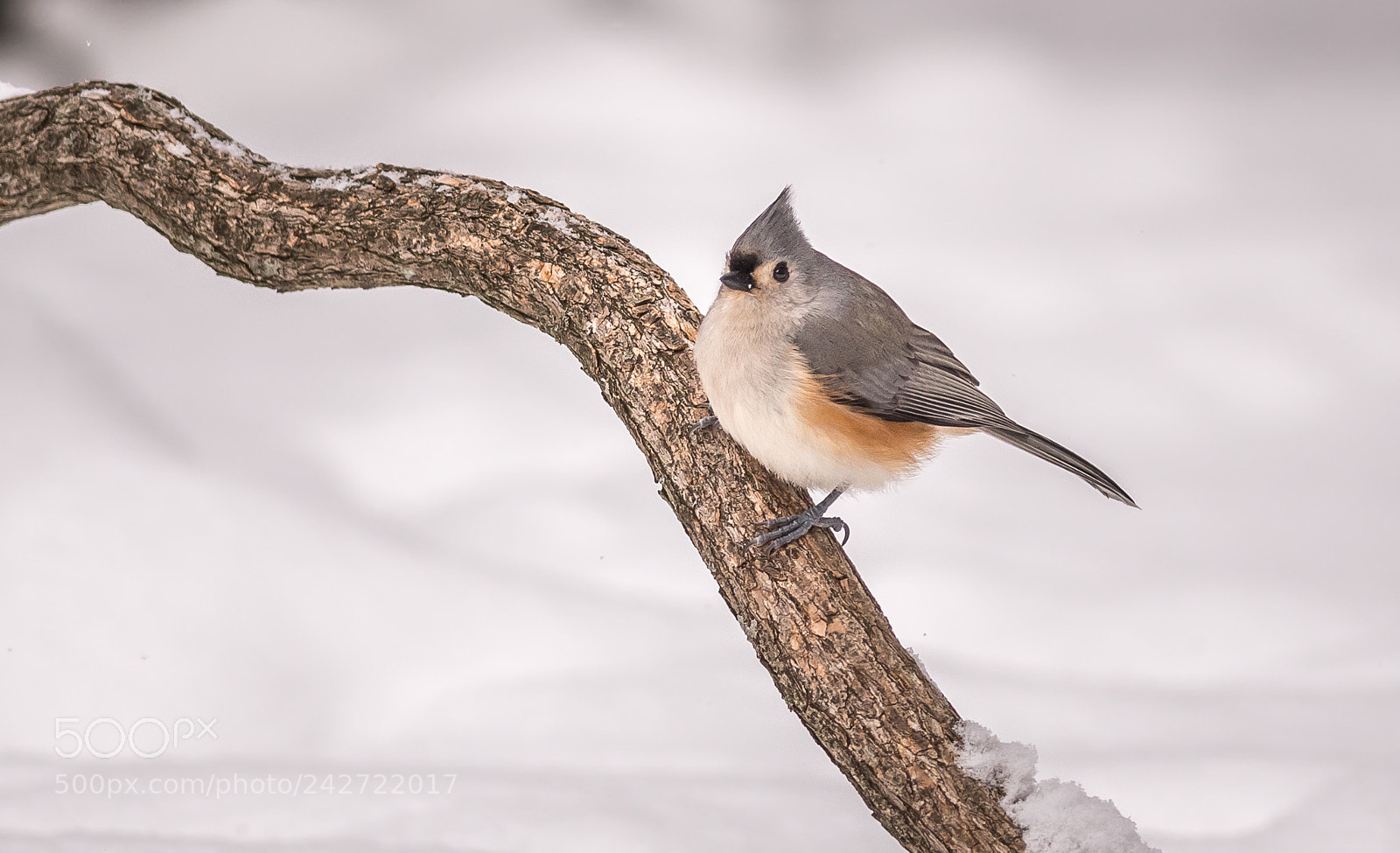 Nikon D500 sample photo. Titmouse in winter photography