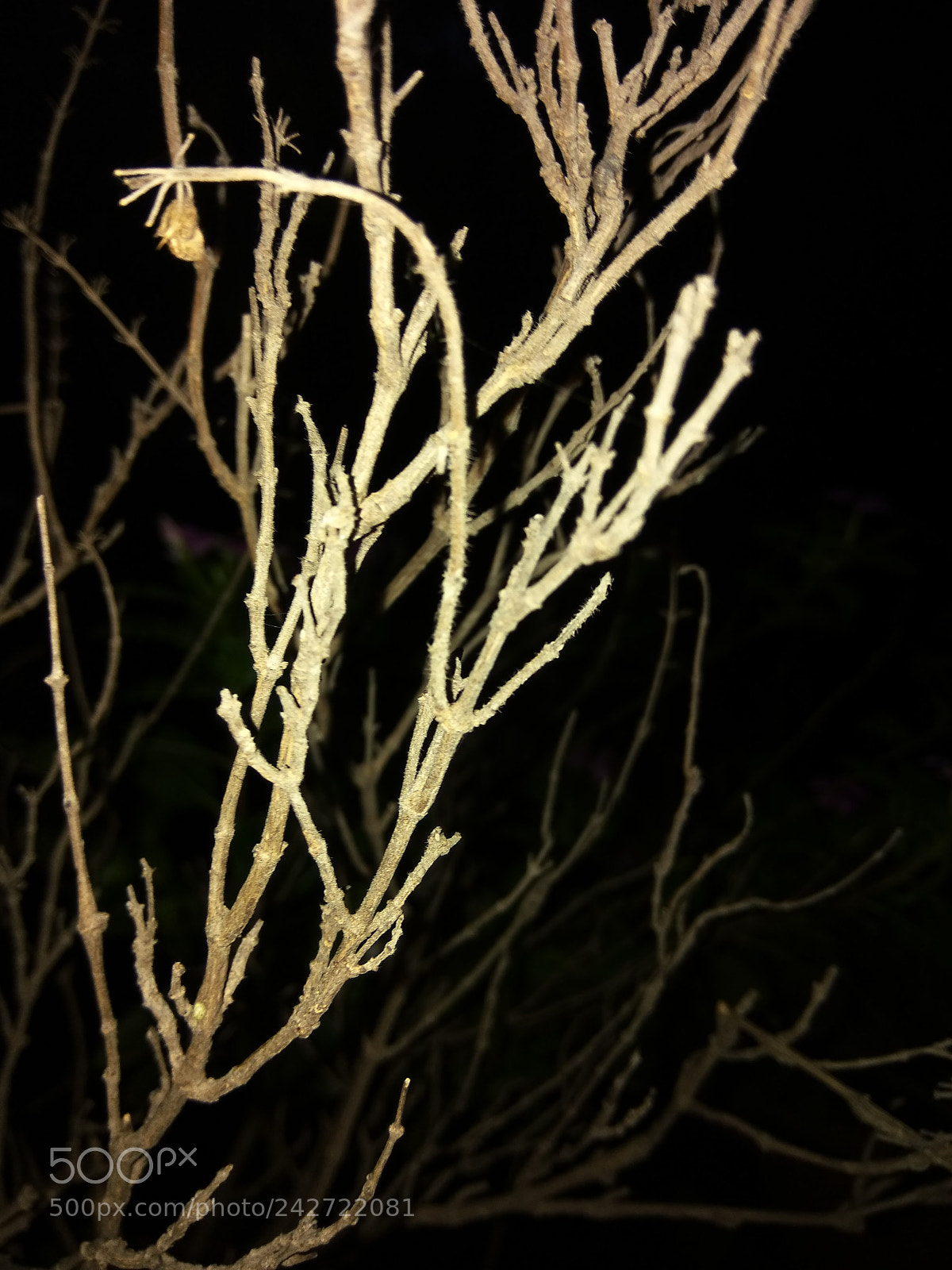 Xiaomi MI MAX sample photo. Untitled photography