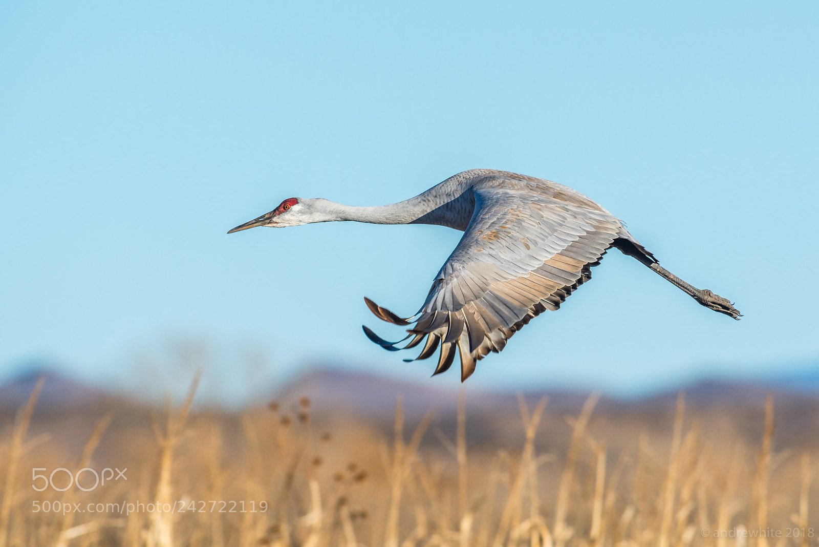 Nikon D800 sample photo. Flying crane photography