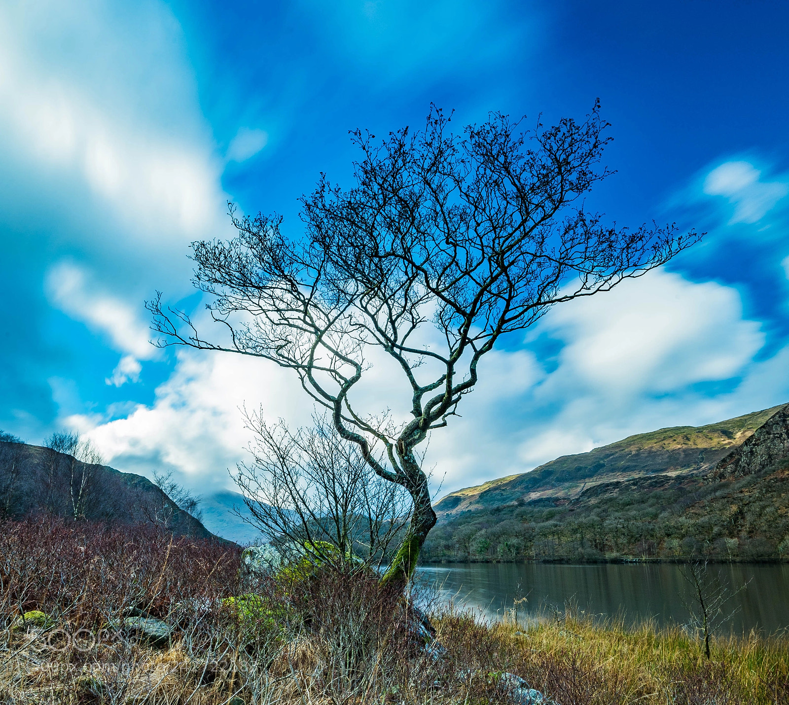 Nikon D750 sample photo. Llyn dinas lone tree photography