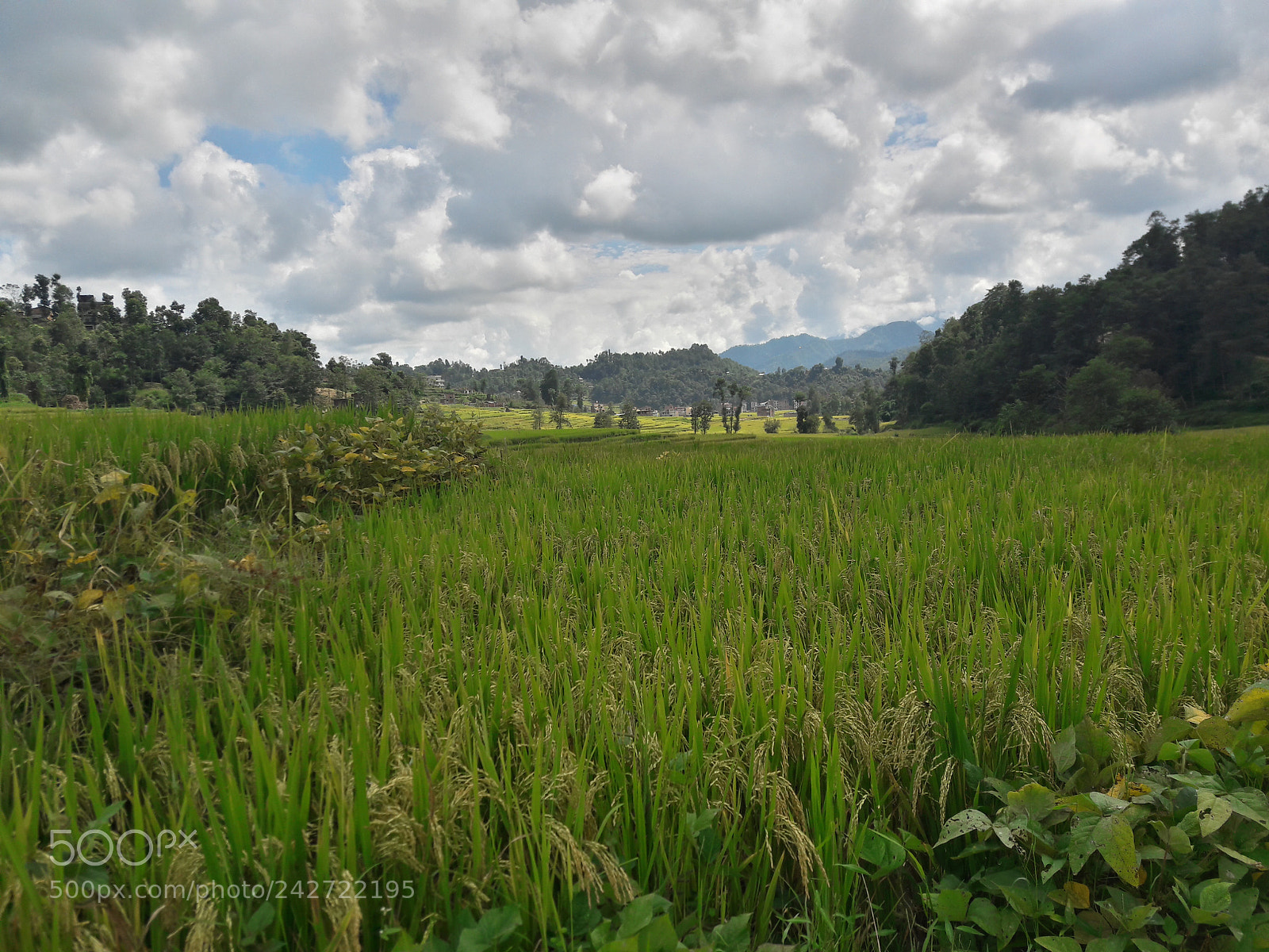 Samsung Galaxy A5(2016) sample photo. Paddy field photography