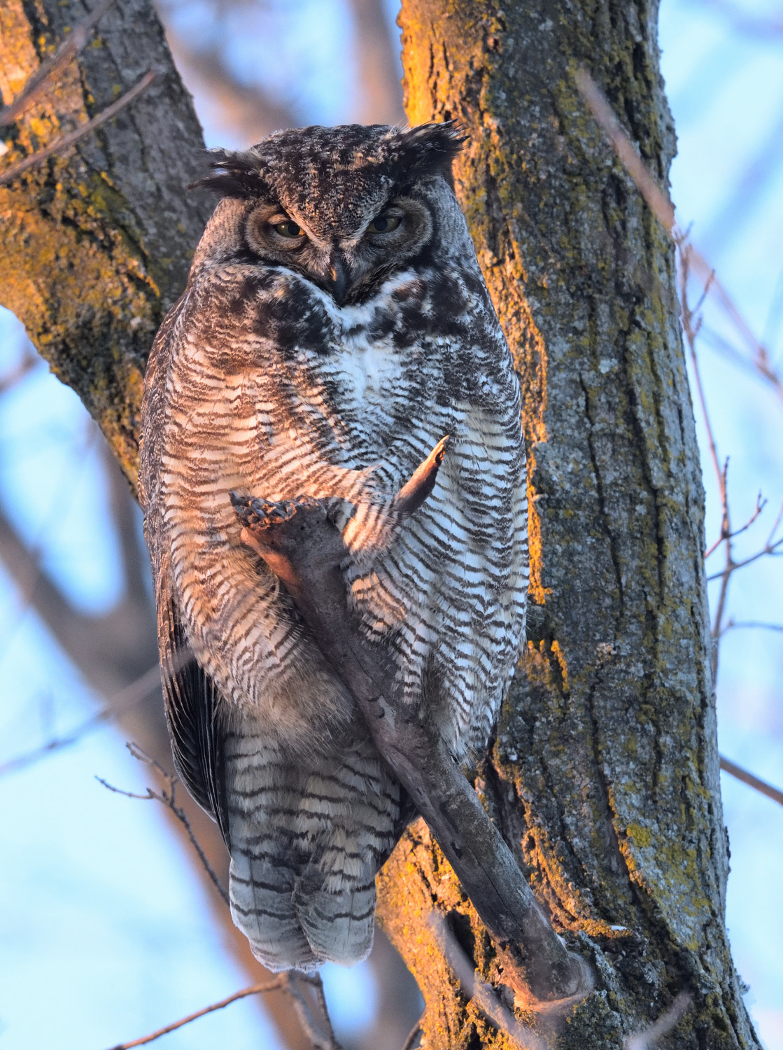 Nikon D750 sample photo. Great horned owl photography