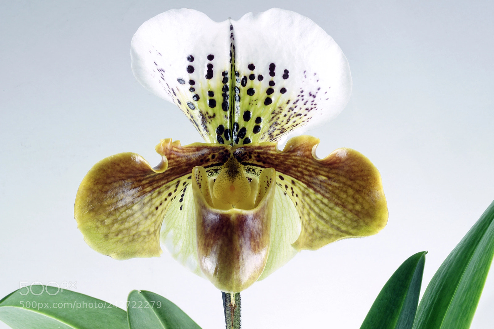 Sony ILCA-77M2 sample photo. Lady´s slipper photography