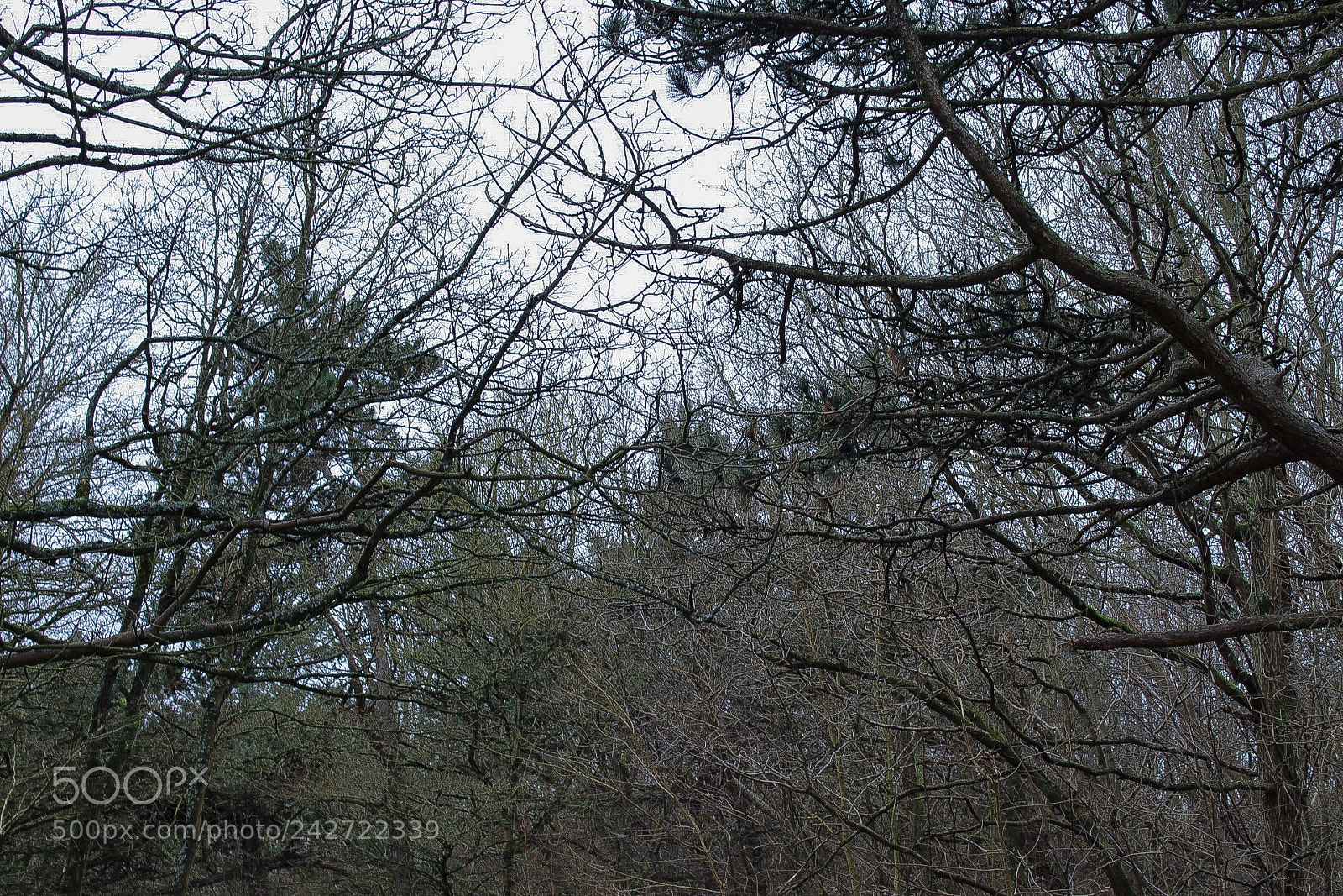 Canon EOS 1300D (EOS Rebel T6 / EOS Kiss X80) sample photo. Scary trees photography