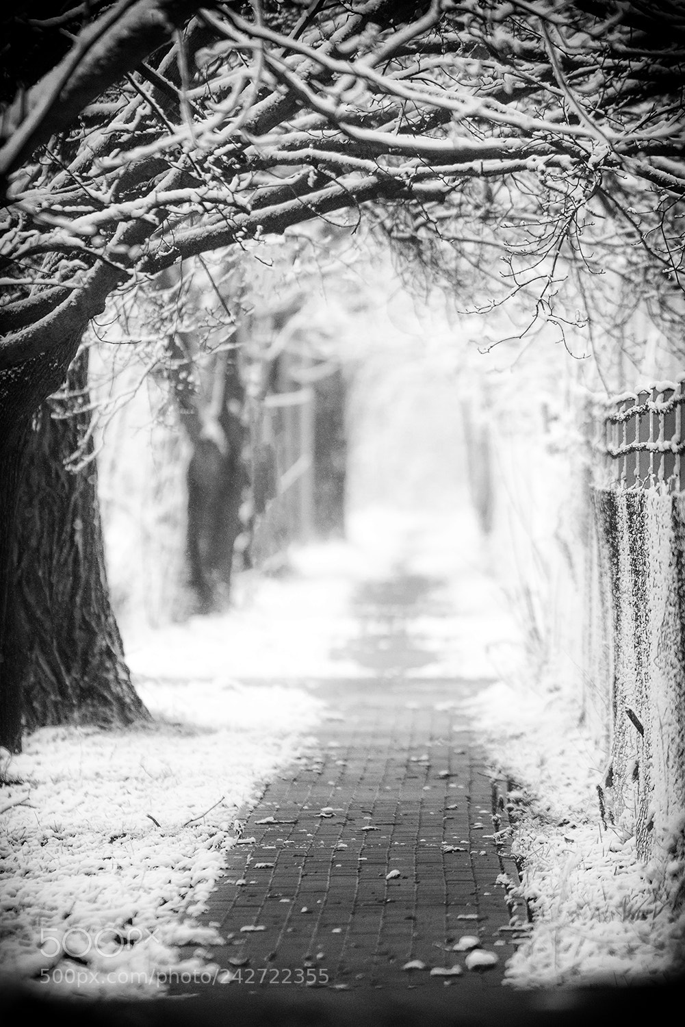 Nikon D610 sample photo. Winter road photography