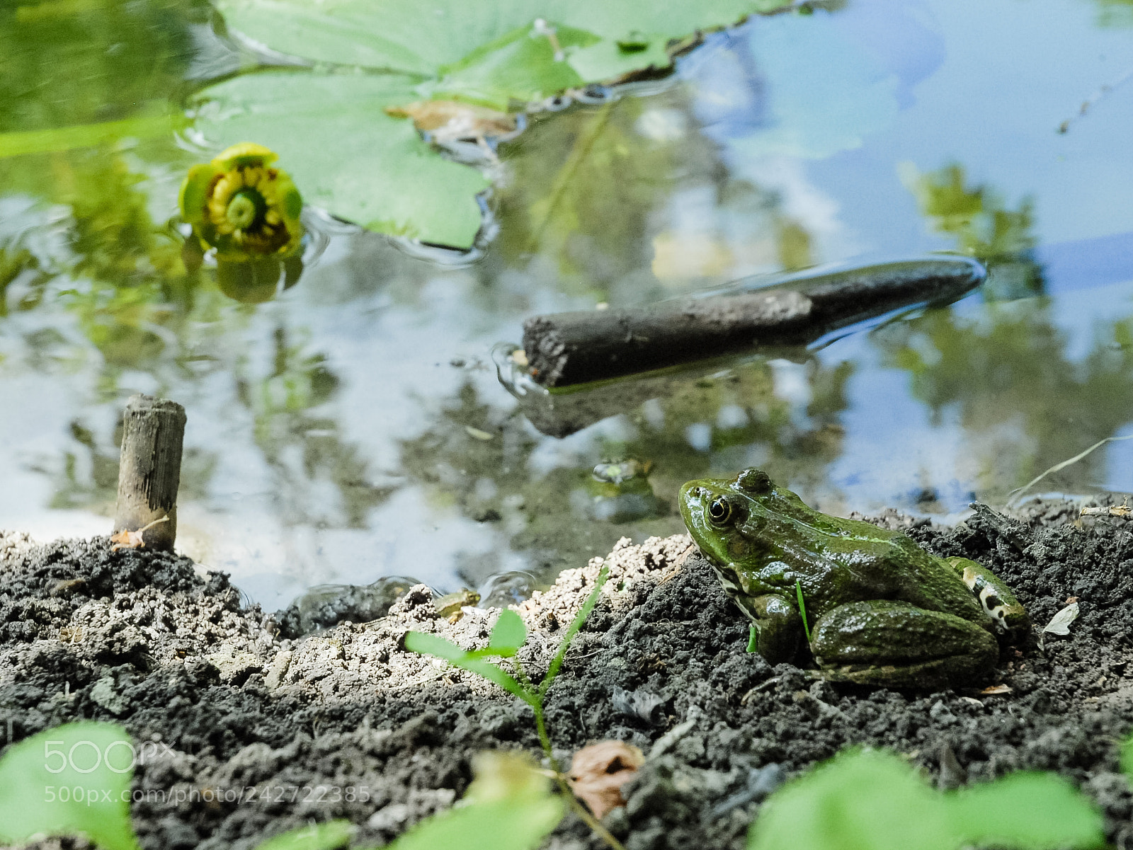 Nikon D200 sample photo. Frog photography