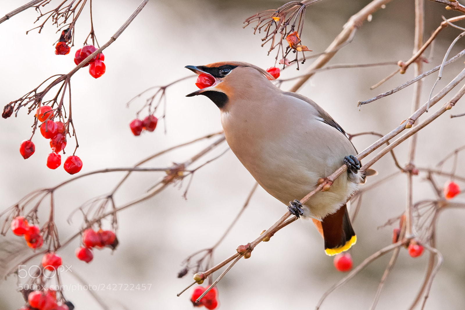 Nikon D500 sample photo. Waxwing photography