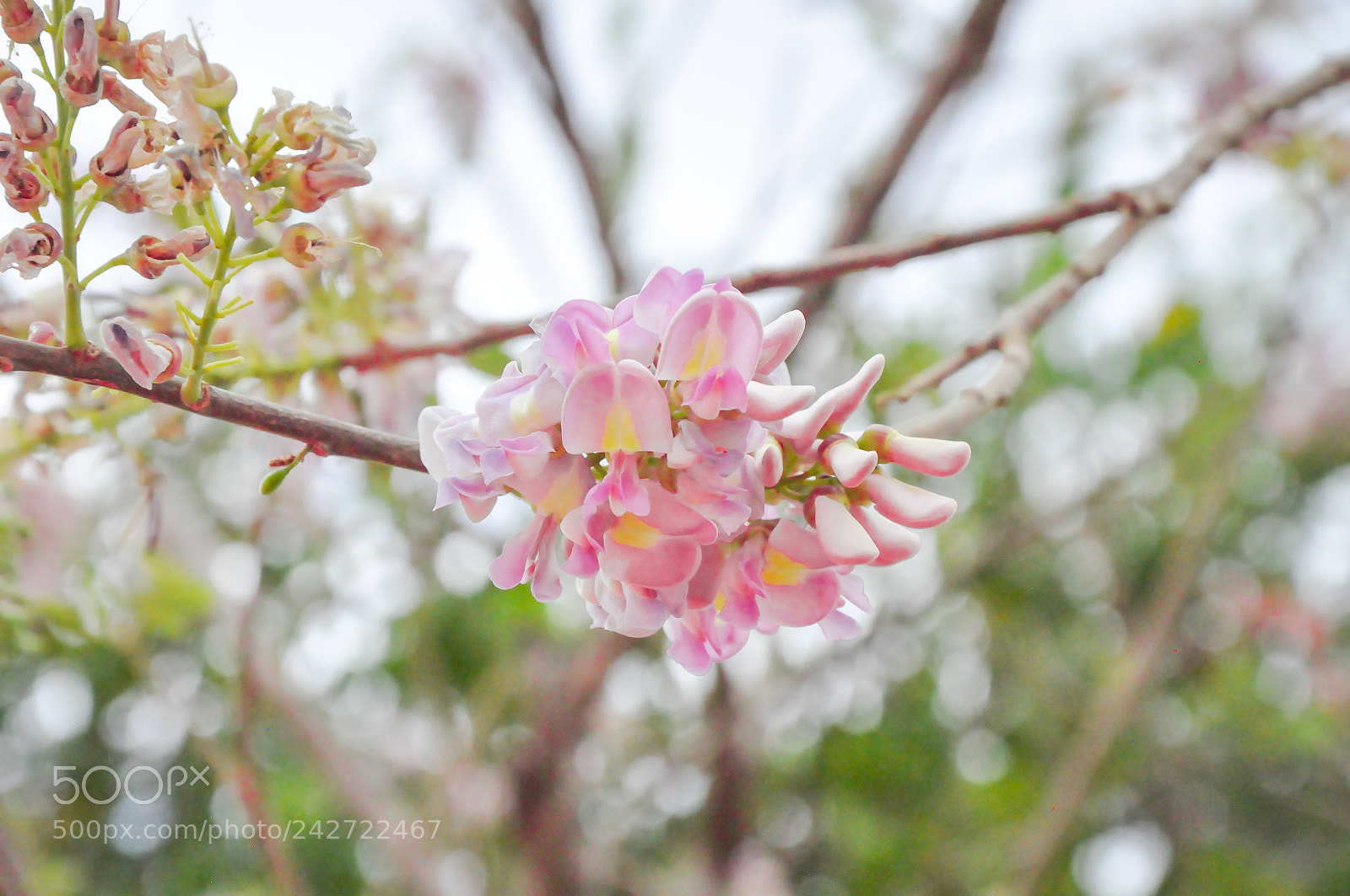 Nikon D90 sample photo. Colombian orquidea photography