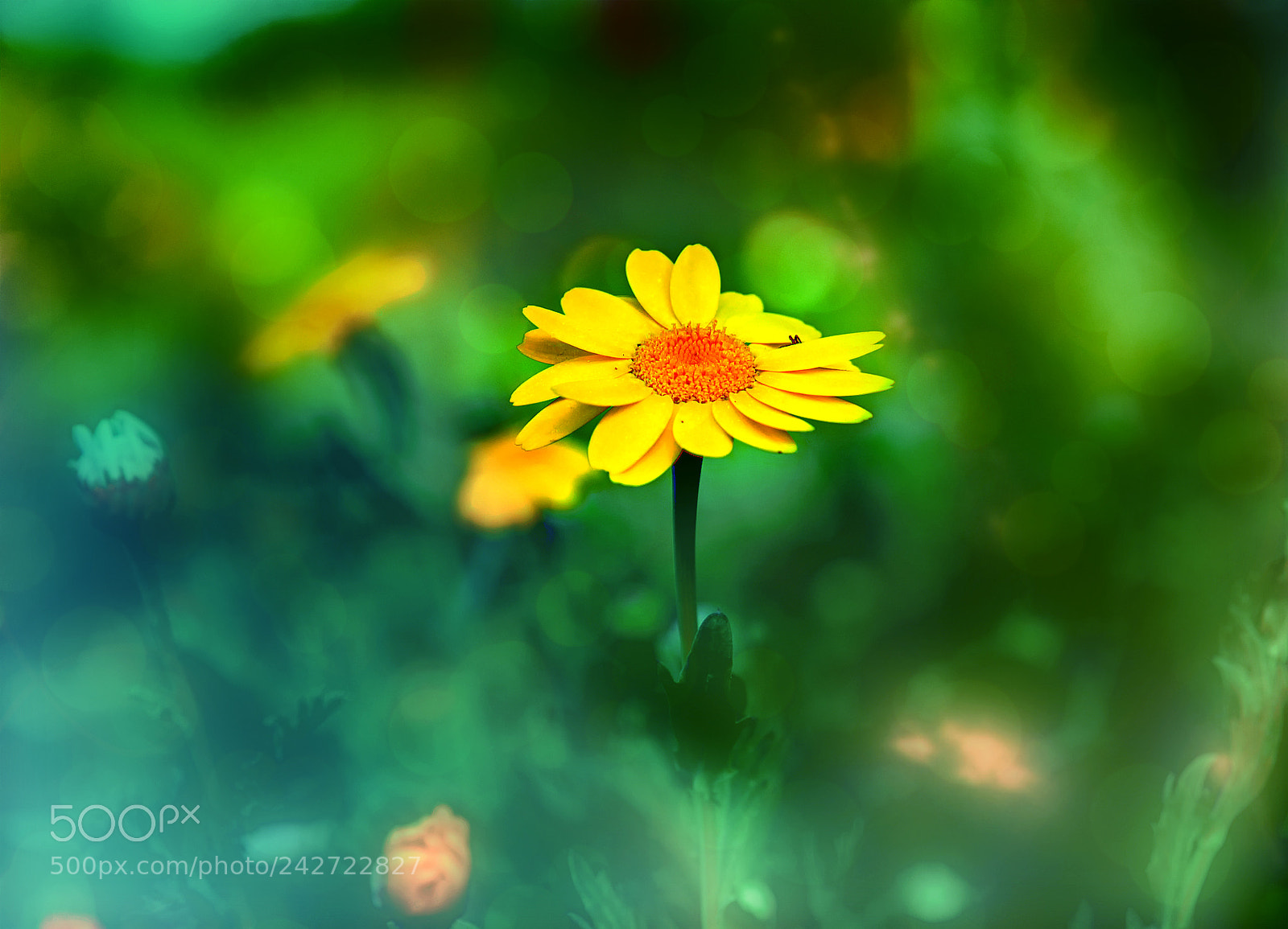 Nikon D300 sample photo. Daisy photography
