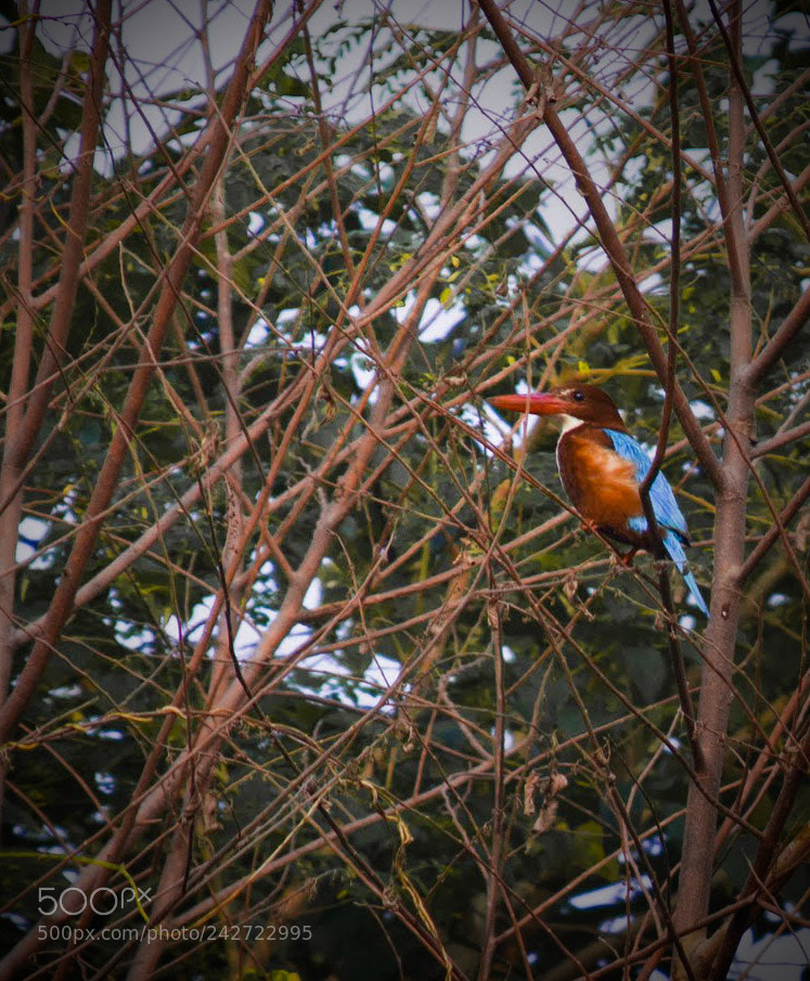Nikon D3200 sample photo. Kingfisher photography