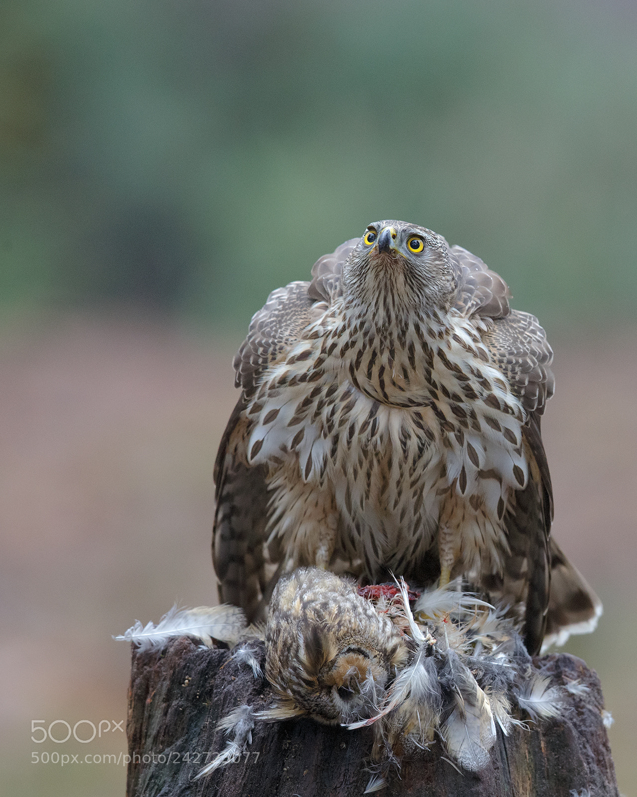 Canon EOS-1D X sample photo. Northern goshawk. photography