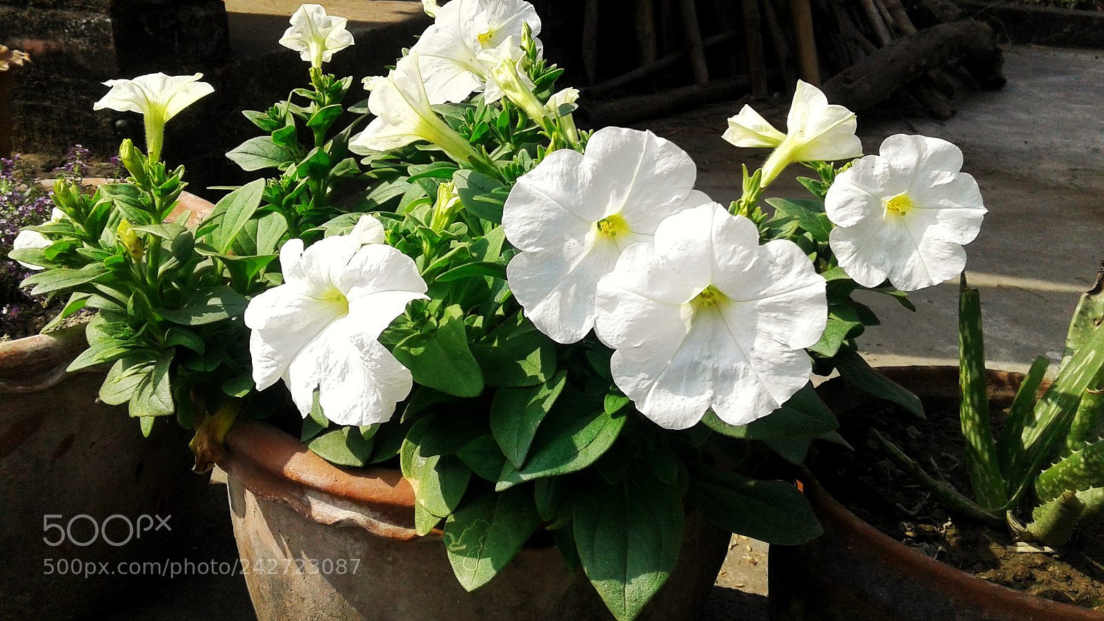 Samsung Galaxy J2 sample photo. Untitled photography