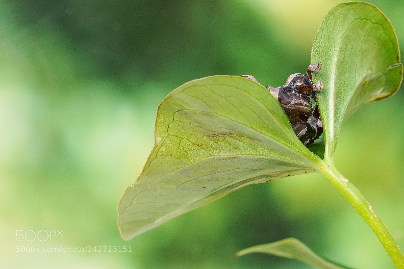 Sony a7R III sample photo. Dsc photography