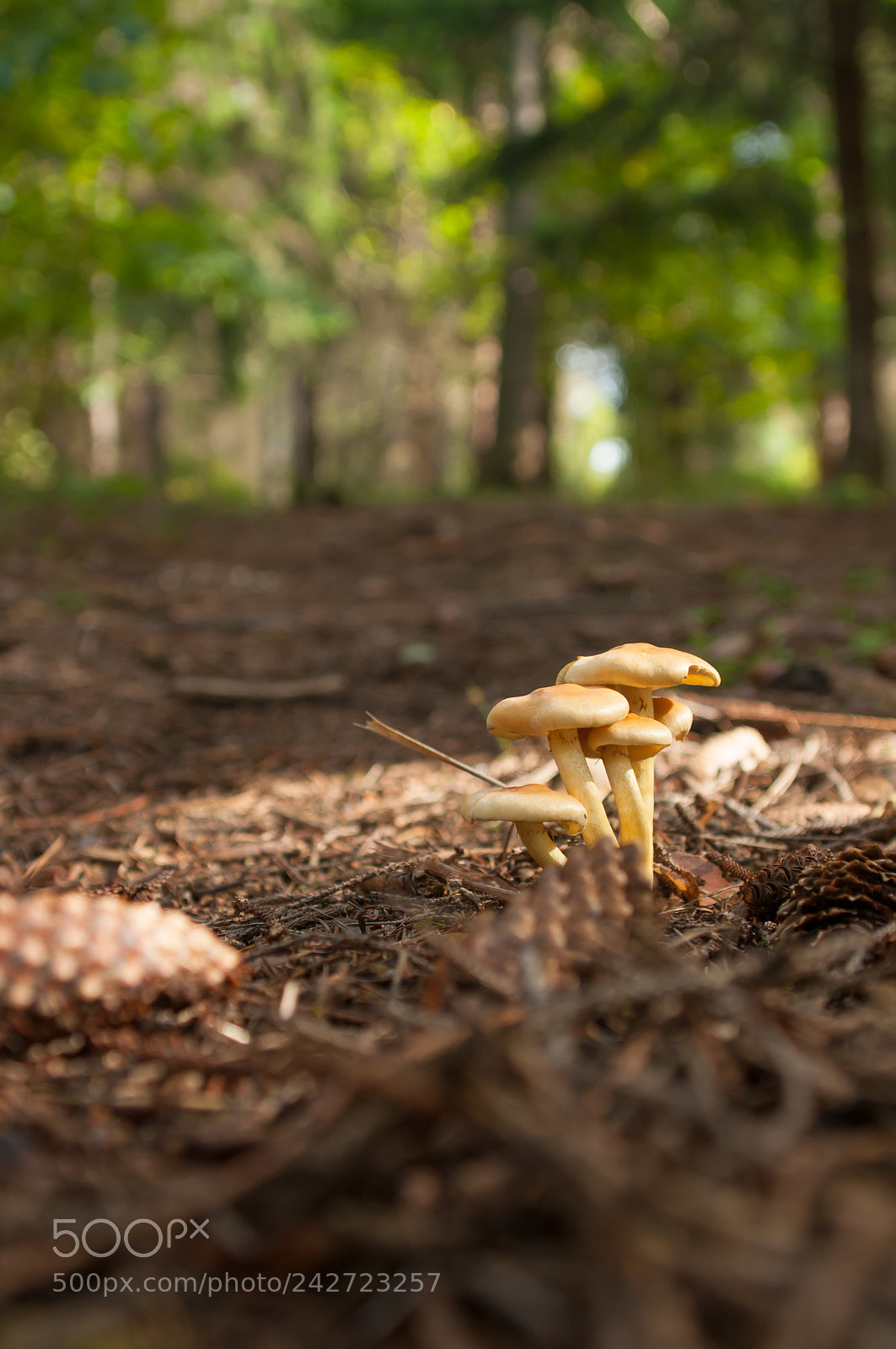 Nikon D300 sample photo. (of ) photography
