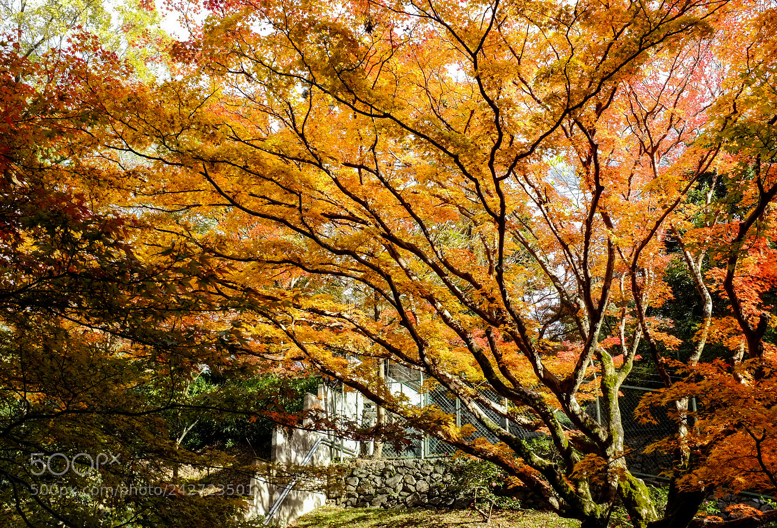 Fujifilm FinePix X100 sample photo. This fall photography