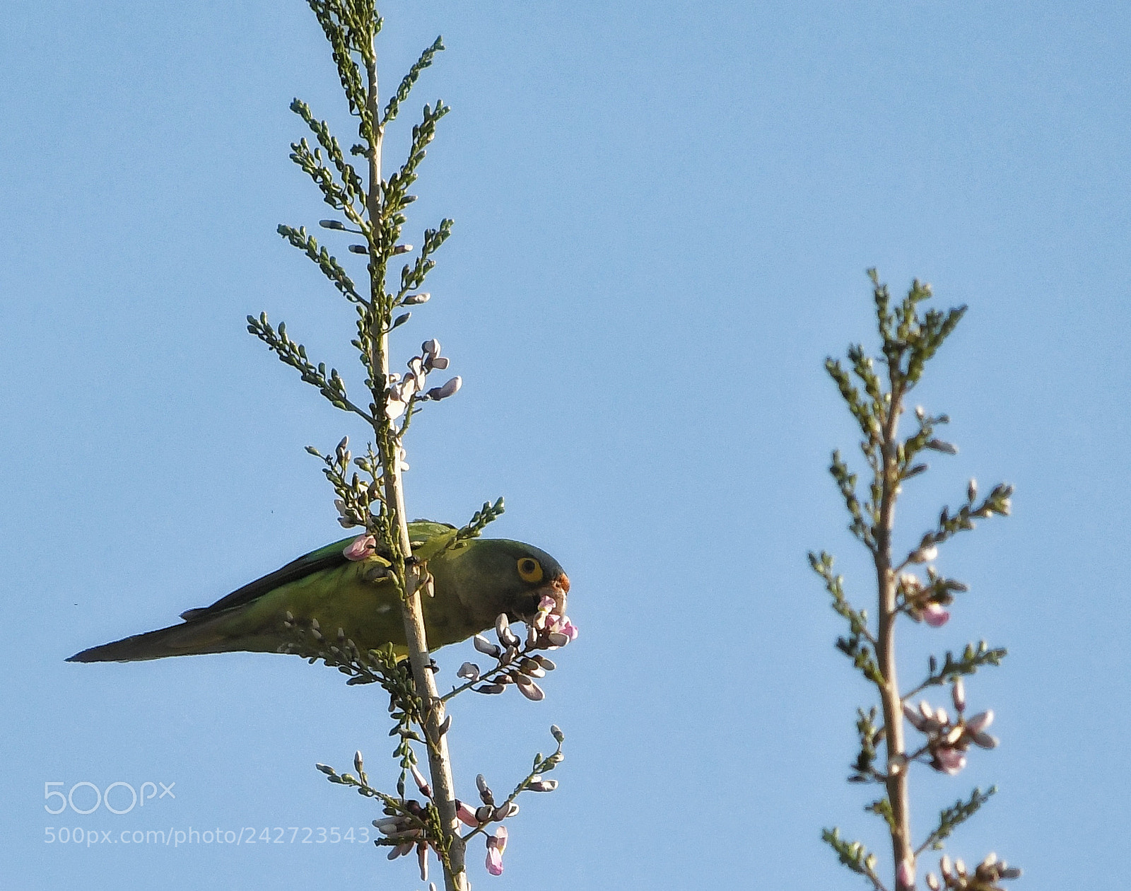 Nikon D7500 sample photo. Cotorrita frente naranja comiendo photography