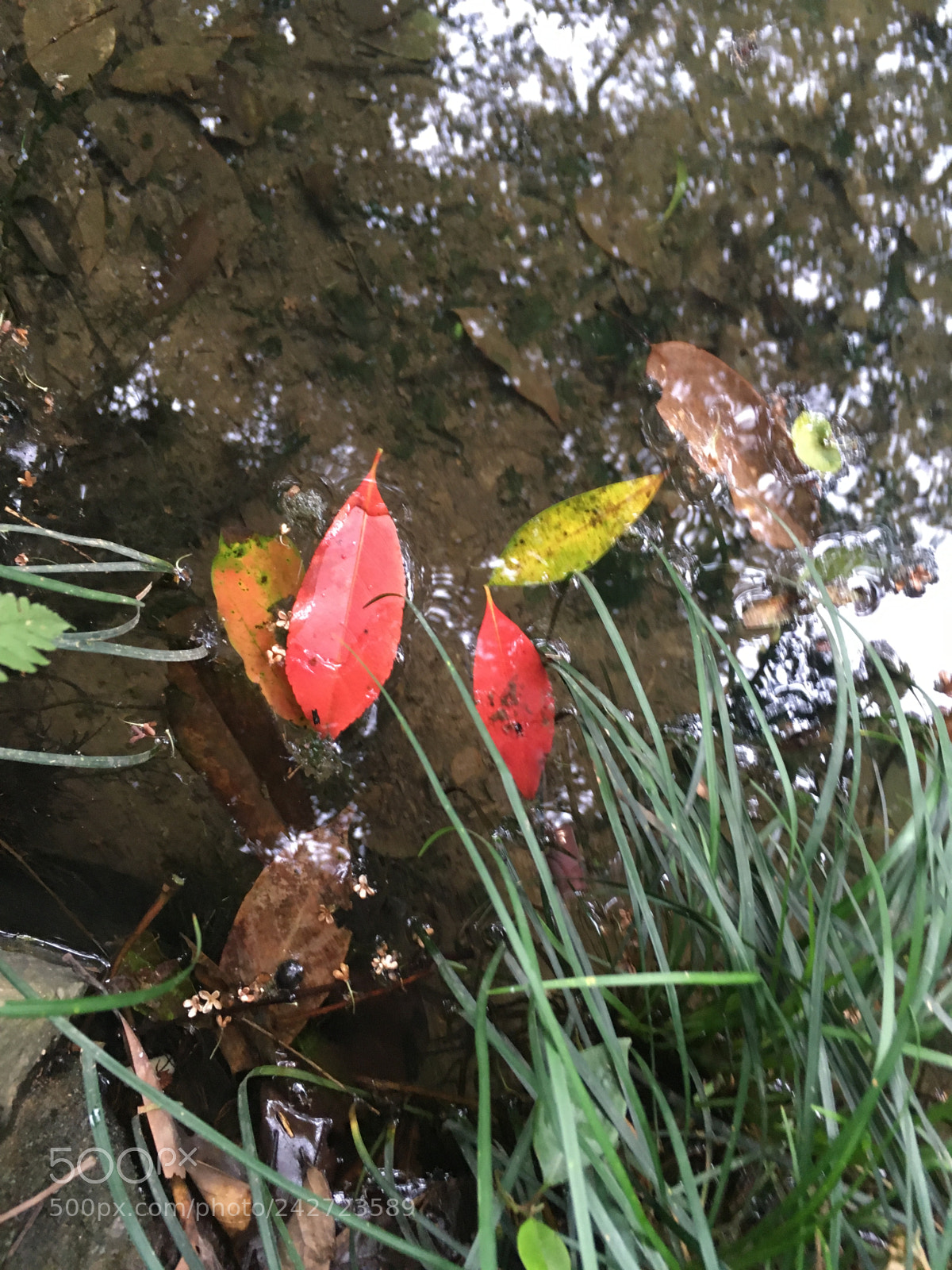 Apple iPhone SE sample photo. Img photography