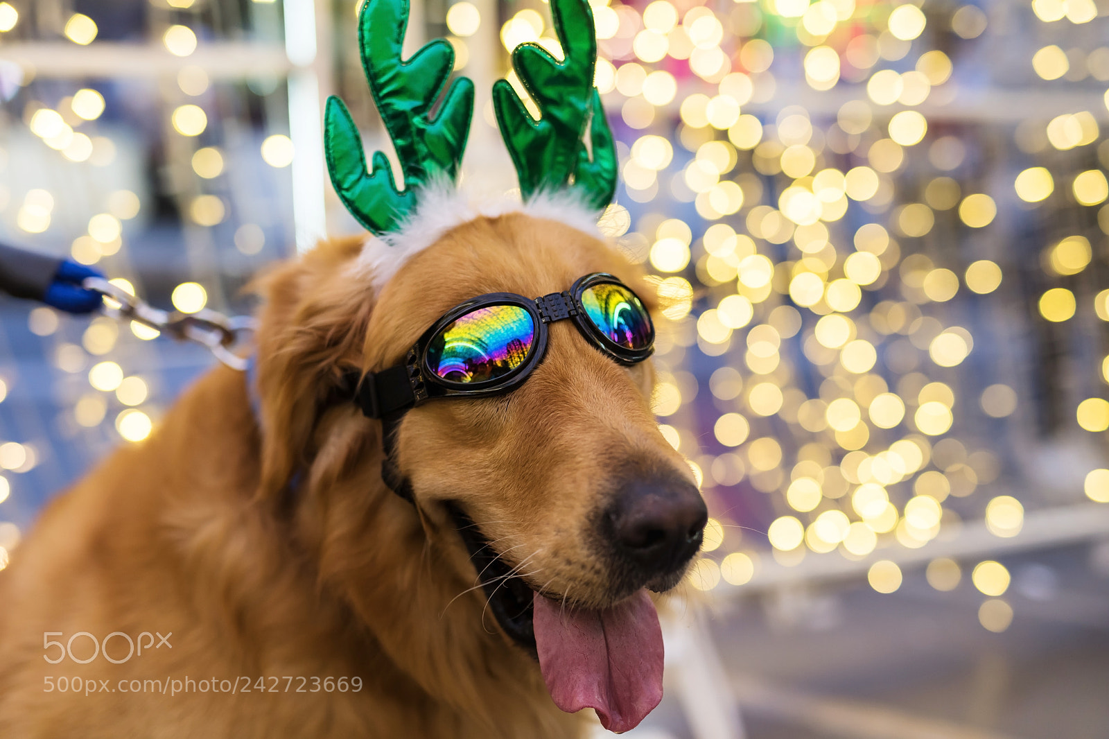 Nikon D810 sample photo. Cute golden retriever with photography