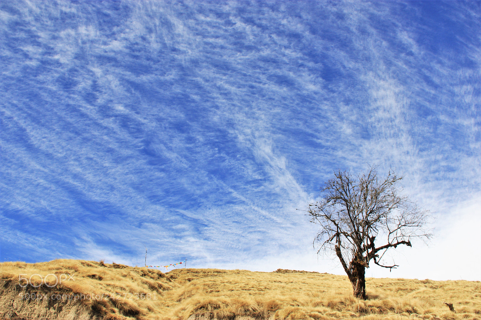 Canon EOS 550D (EOS Rebel T2i / EOS Kiss X4) sample photo. Lonely tree photography