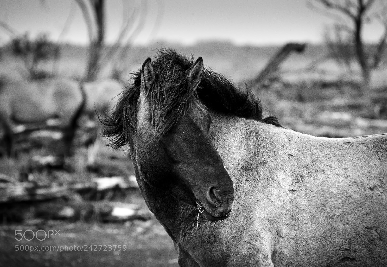 Nikon D5100 sample photo. Konik horse photography