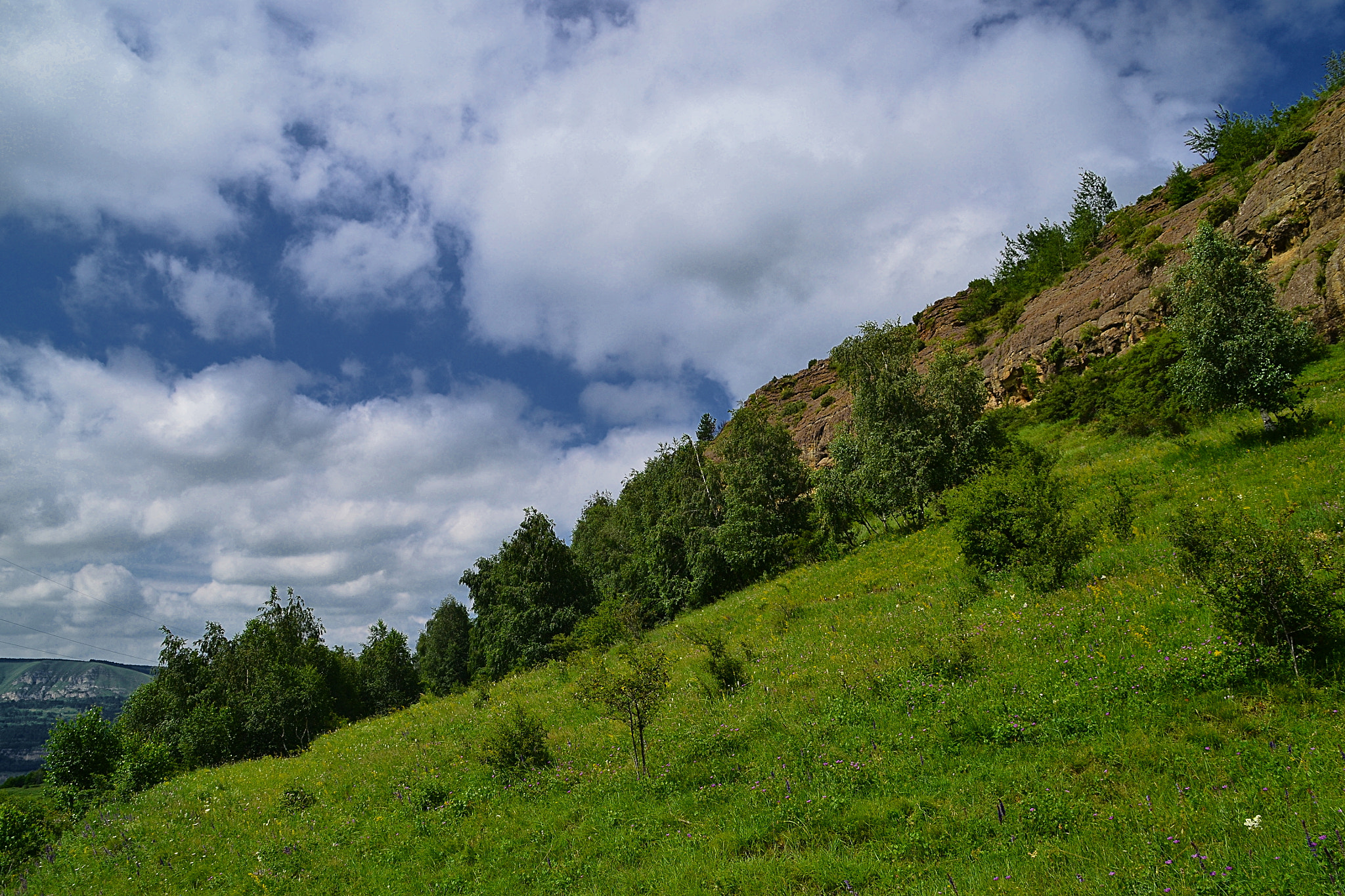 Nikon D3100 sample photo. Slanted greenery photography