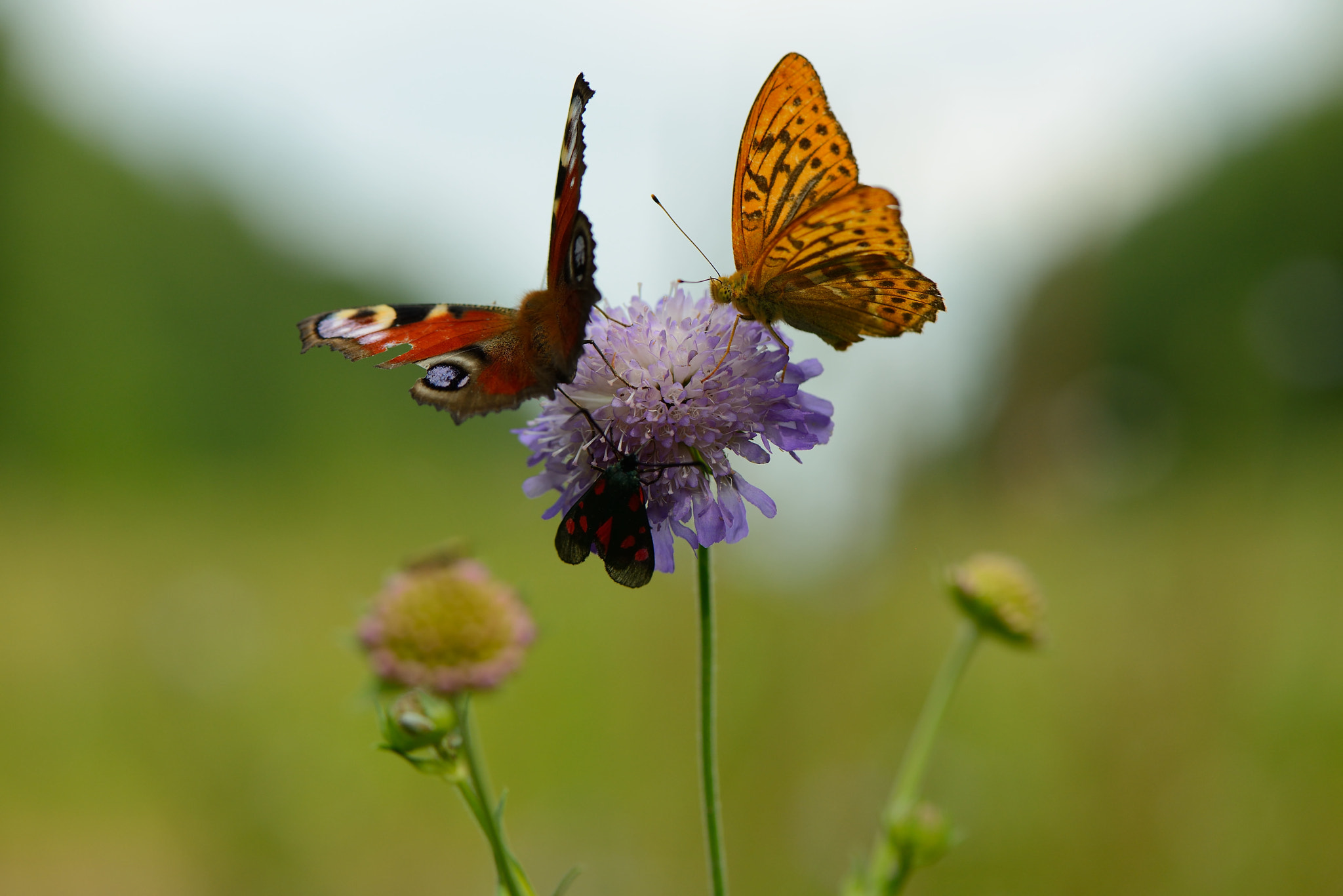 Nikon AF-S Micro-Nikkor 105mm F2.8G IF-ED VR sample photo. Meeting on knautia arvensis photography