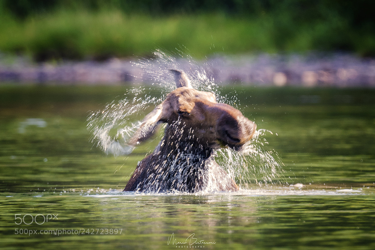 Nikon D810 sample photo. Cow moose photography