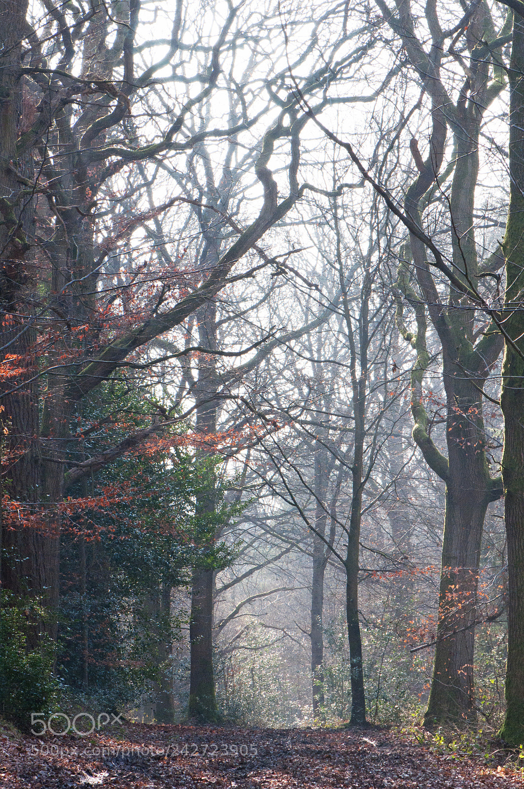 Nikon D90 sample photo. Into the woods photography