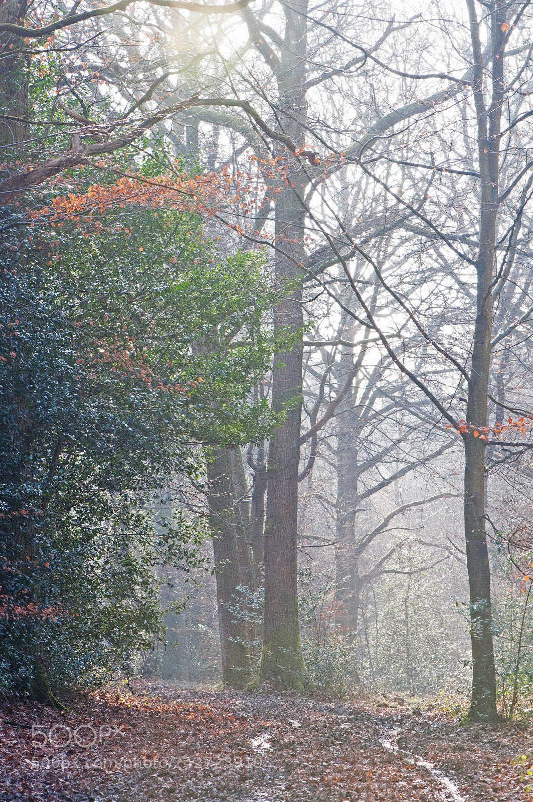 Nikon D90 sample photo. Into the woods photography