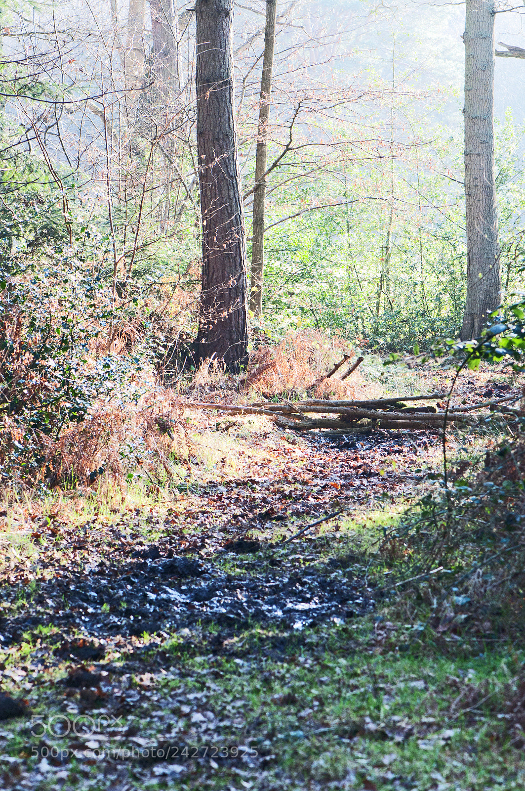 Nikon D90 sample photo. Into the woods photography