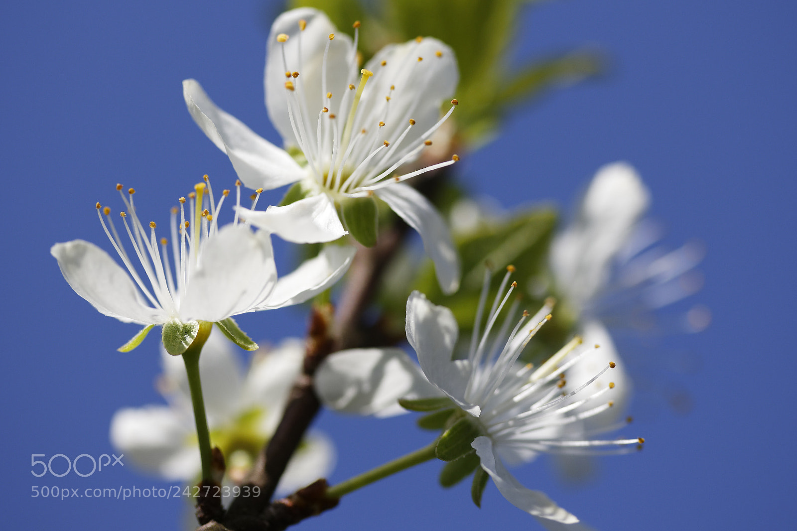 Canon EF-S 60mm F2.8 Macro USM sample photo. Poirier au printemps photography