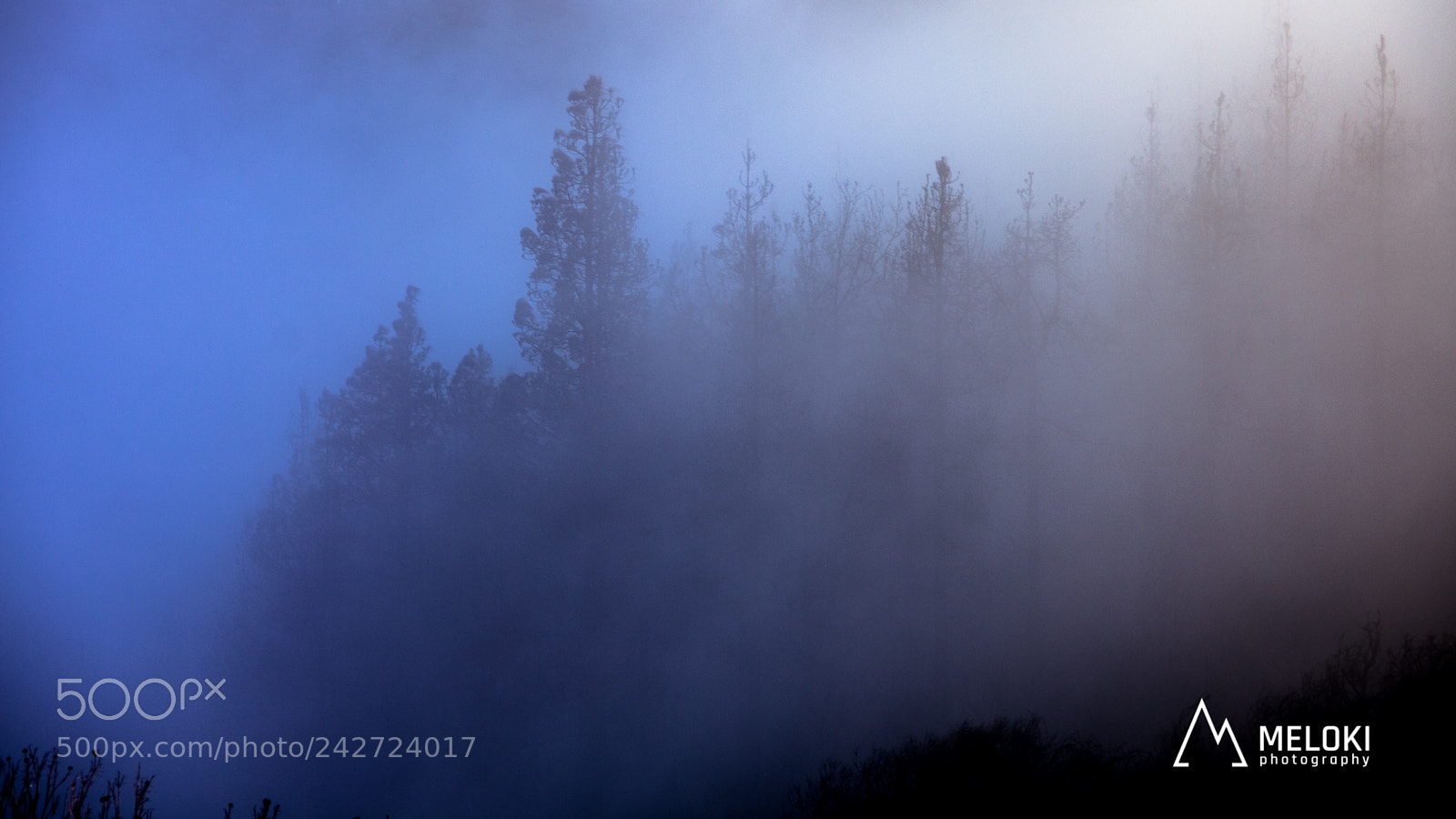 Canon EOS 60D sample photo. Fog in the burned photography