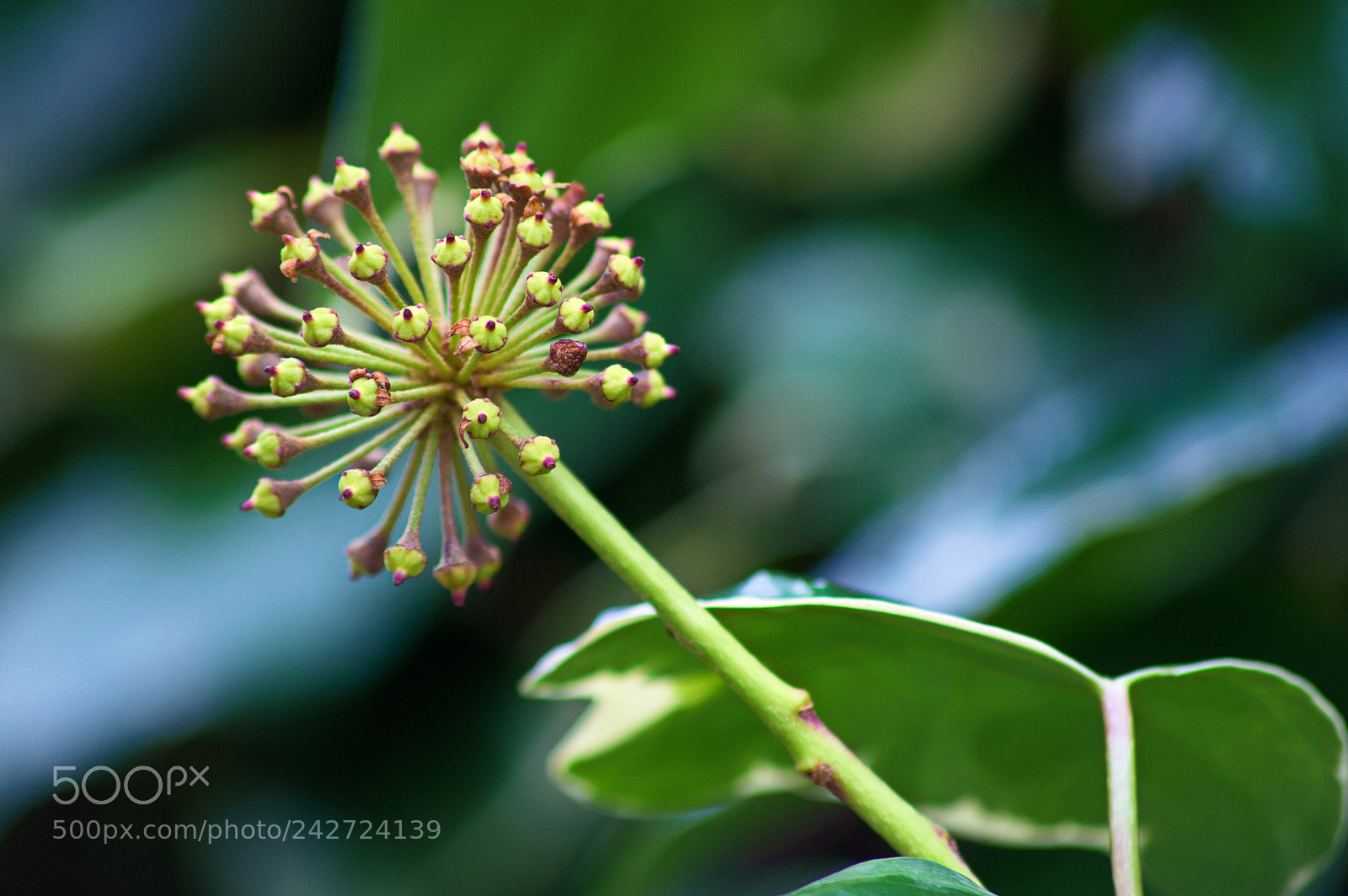 Nikon D3200 sample photo. Jasmine seeds photography