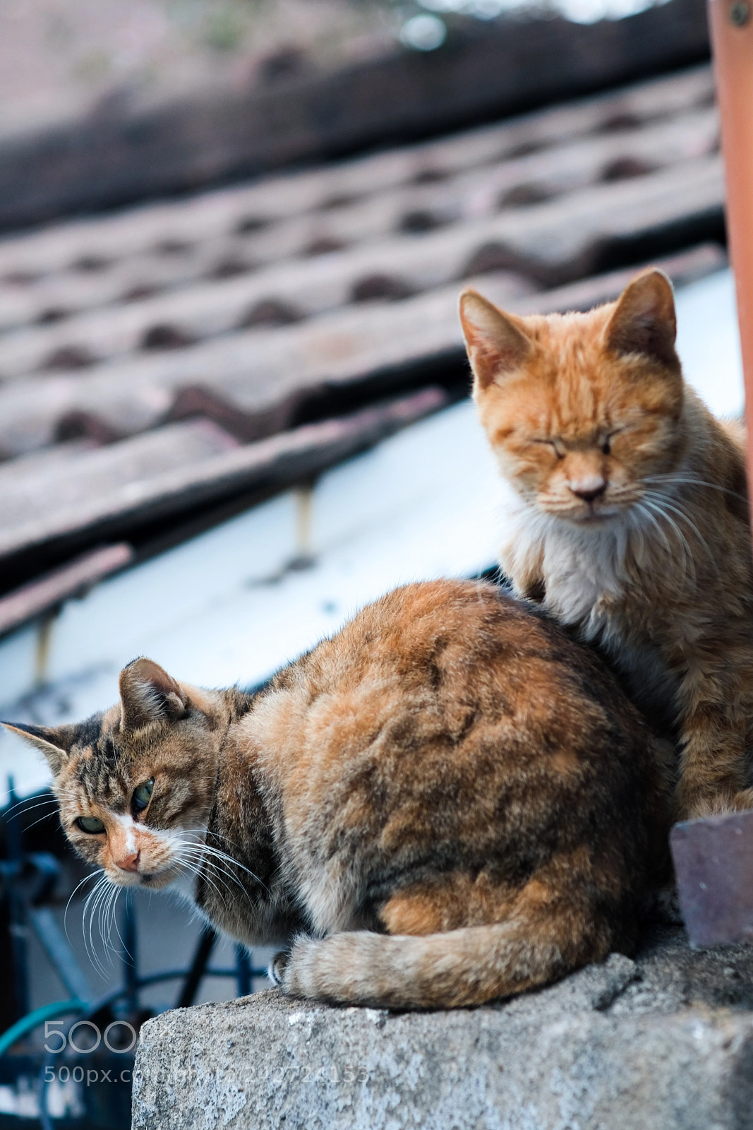 Fujifilm X-T2 sample photo. Dscf photography