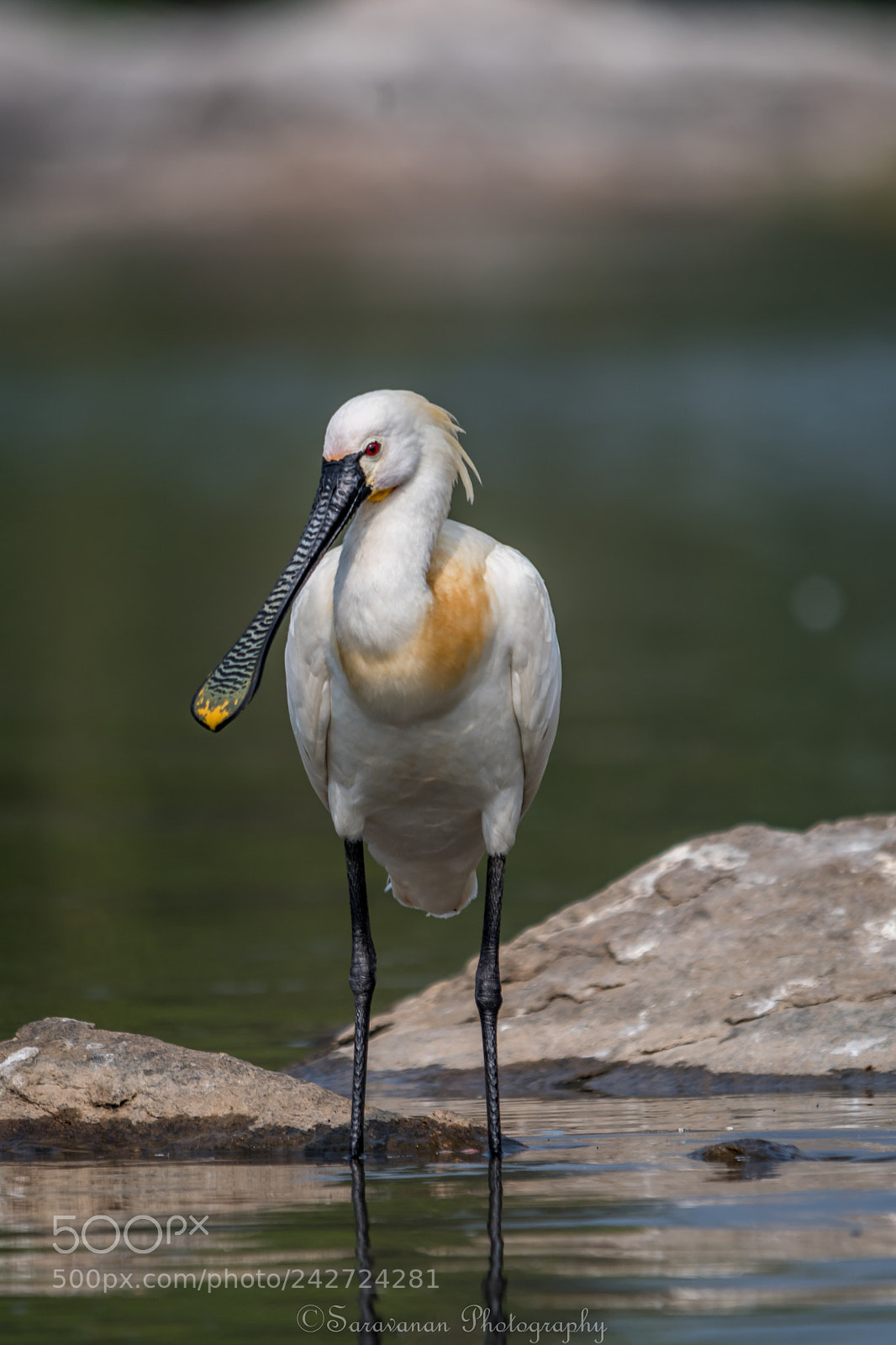 Nikon D500 sample photo. Waiting for a catch photography