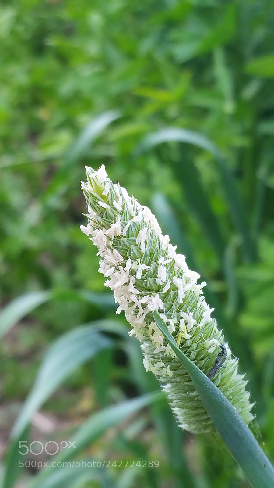 Samsung Galaxy Note Edge sample photo. Sharon park photography