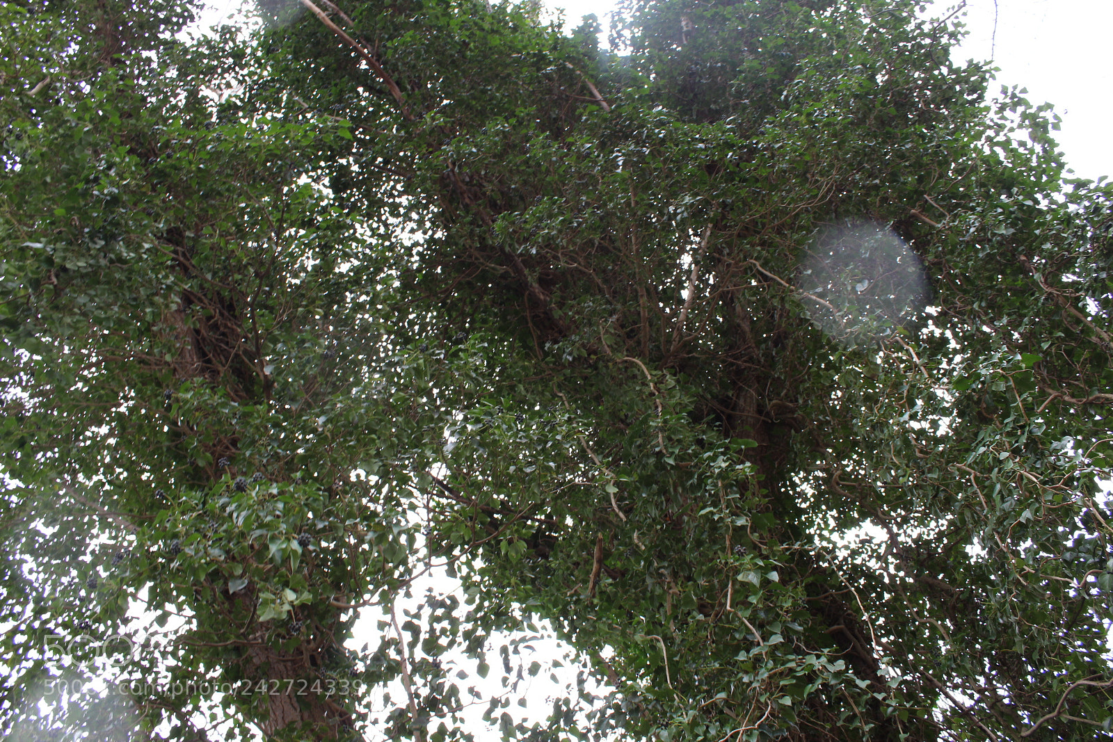 Canon EOS 1300D (EOS Rebel T6 / EOS Kiss X80) sample photo. Looking up to the photography