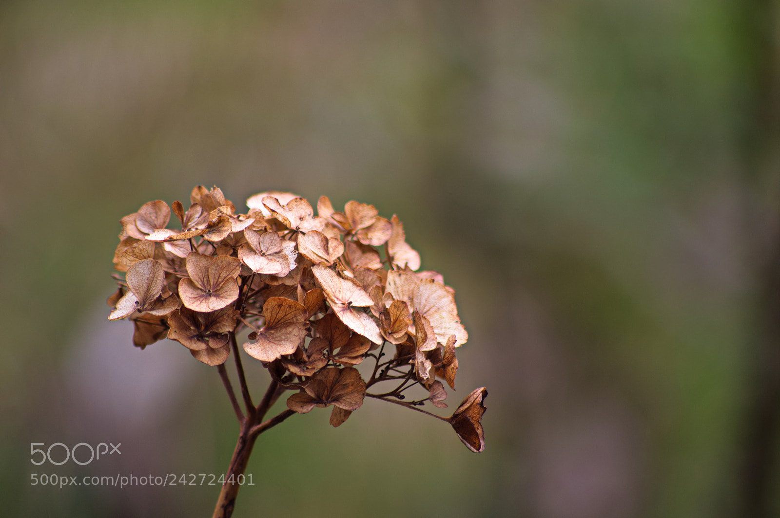Nikon D3200 sample photo. Hydrangea winter decay photography