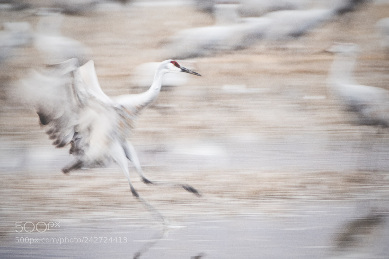 Fujifilm X-T2 sample photo. Sandhill crane photography