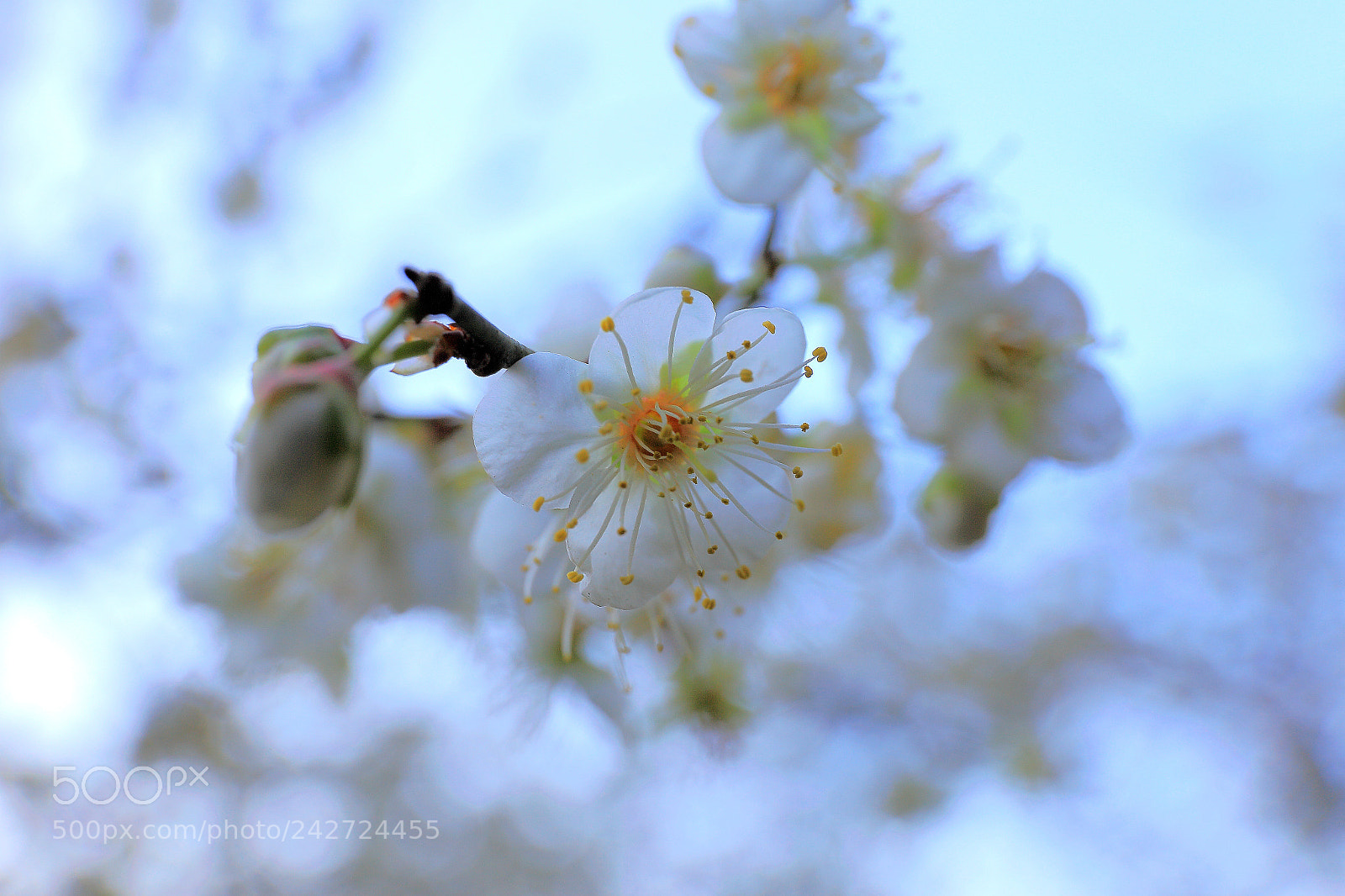Canon EF 24-70mm F4L IS USM sample photo. 梅花 photography
